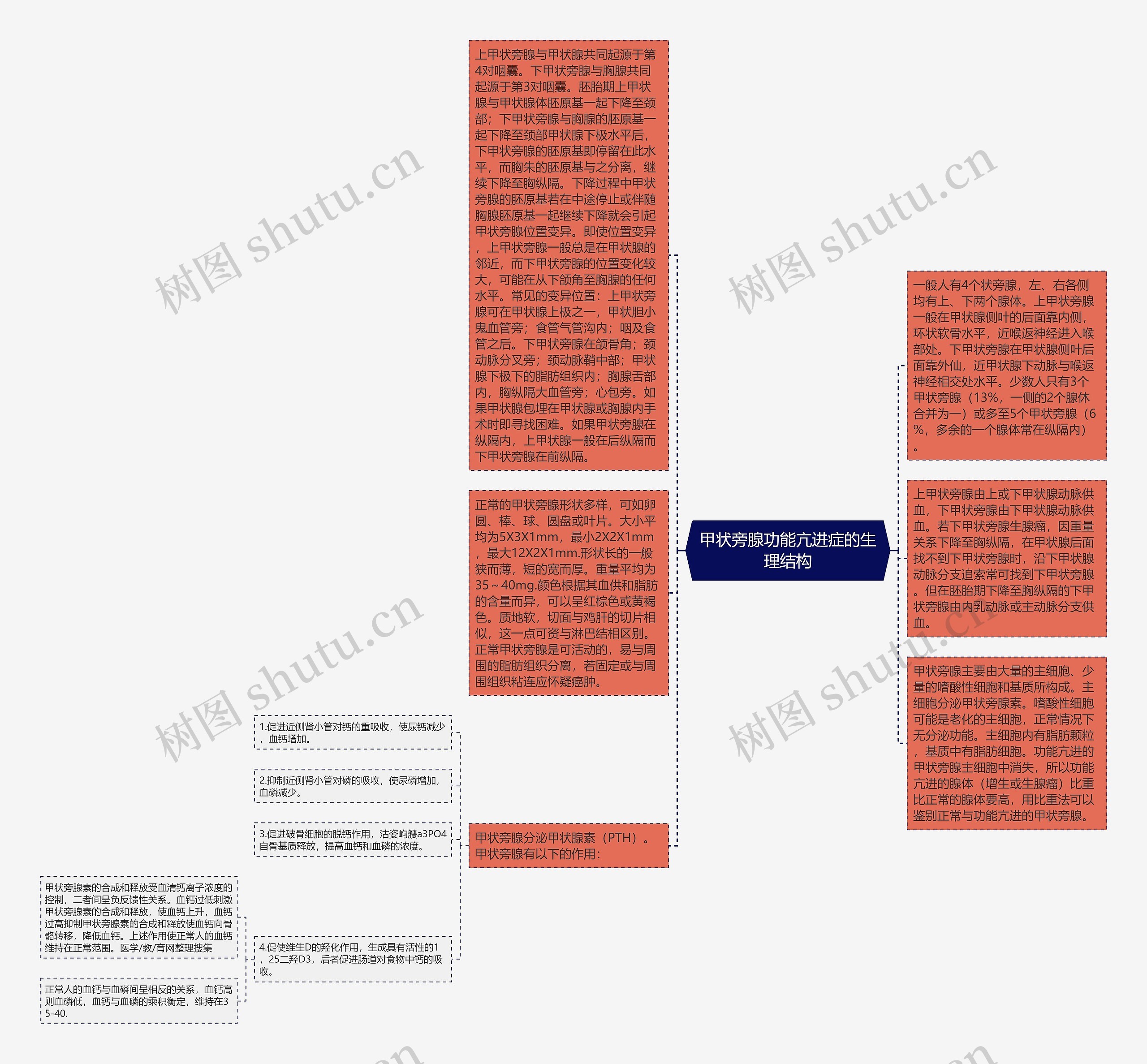 甲状旁腺功能亢进症的生理结构思维导图