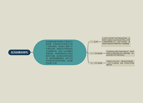 肱动脉解剖结构