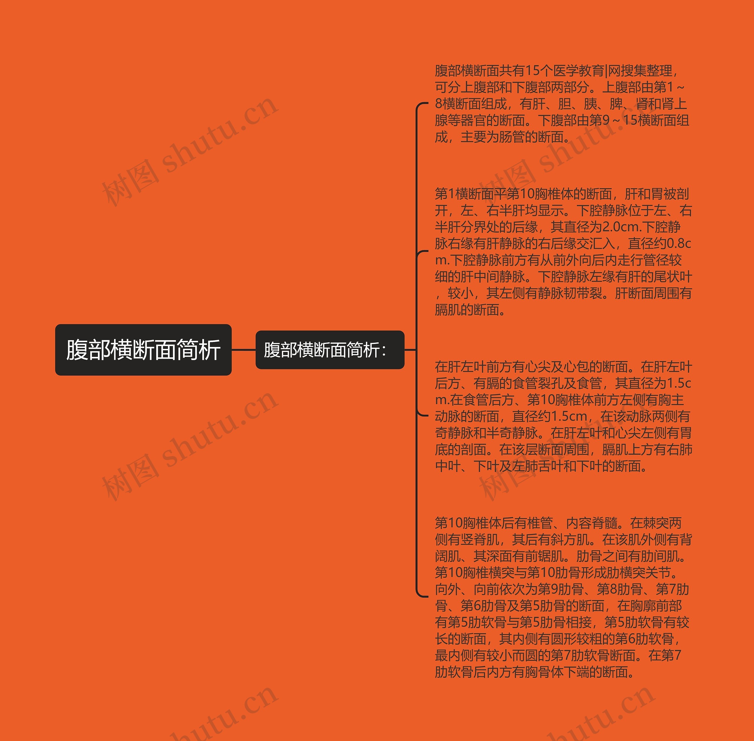 腹部横断面简析思维导图