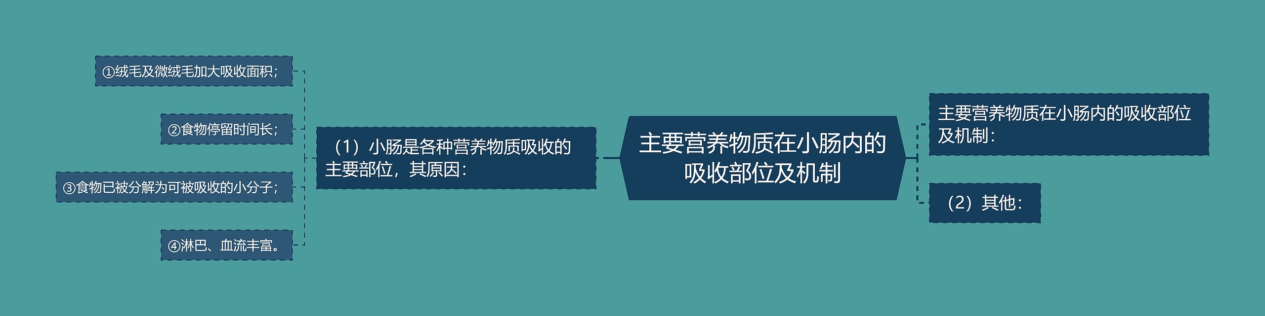 主要营养物质在小肠内的吸收部位及机制