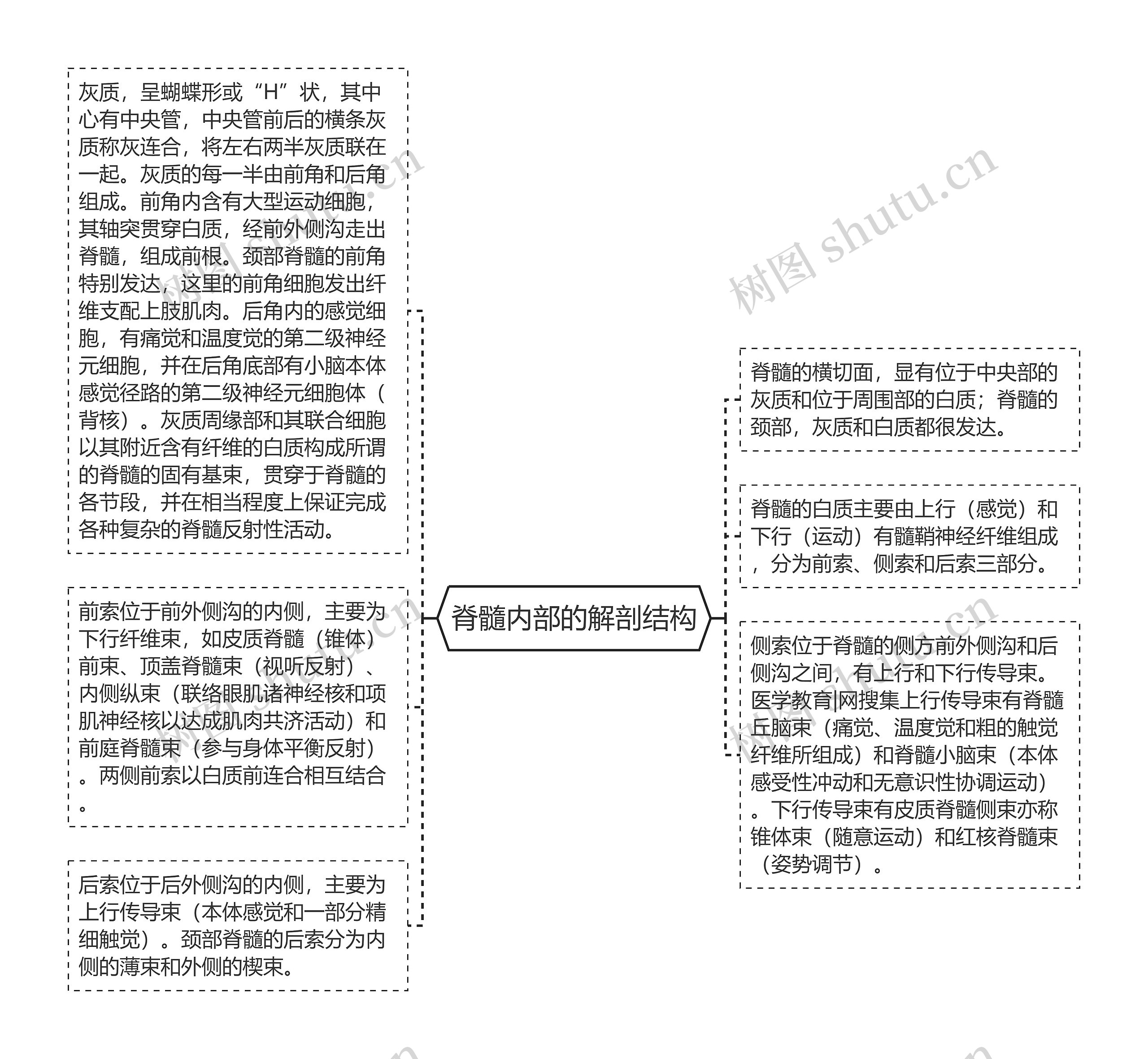 脊髓内部的解剖结构思维导图