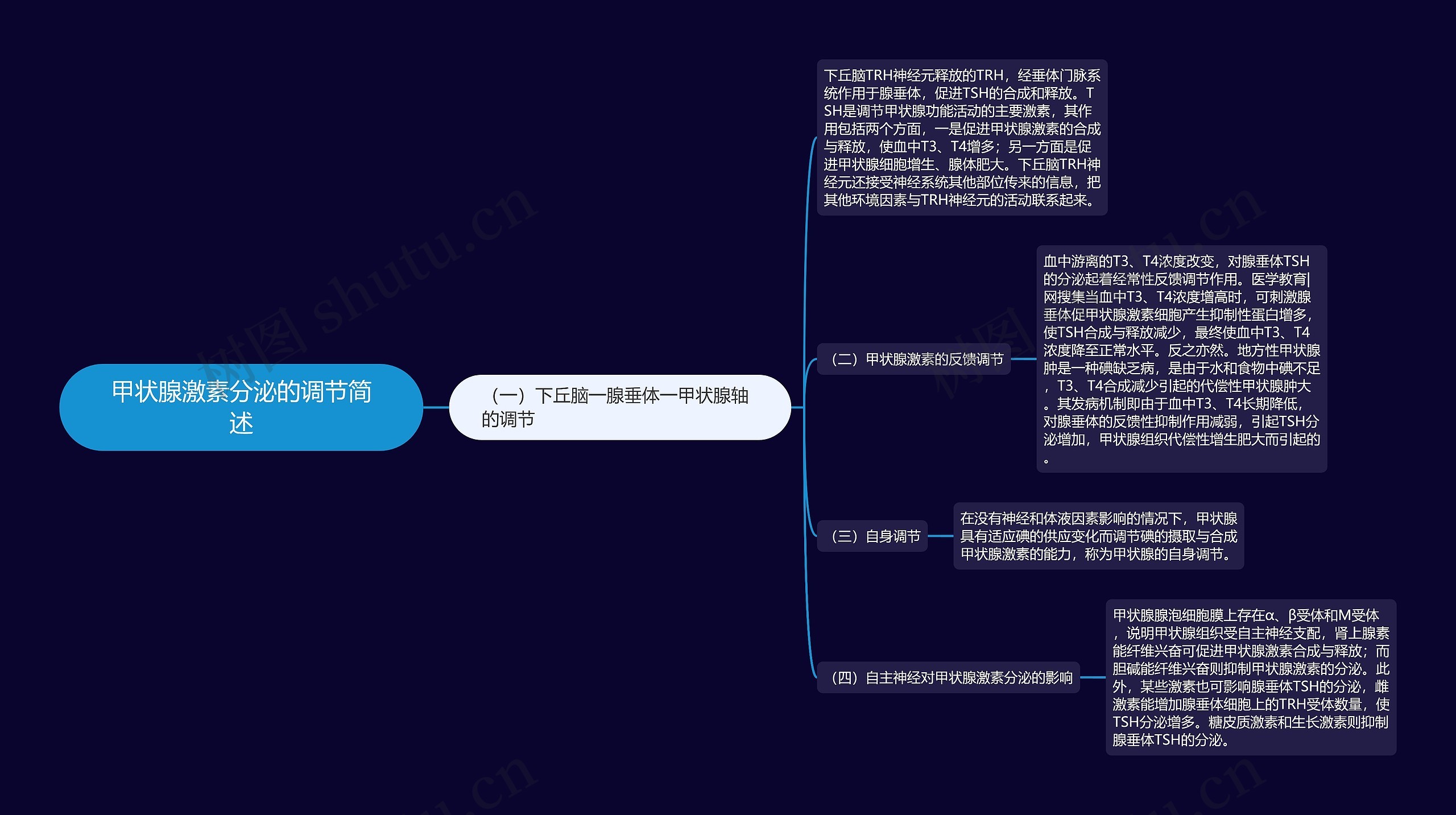 甲状腺激素分泌的调节简述思维导图