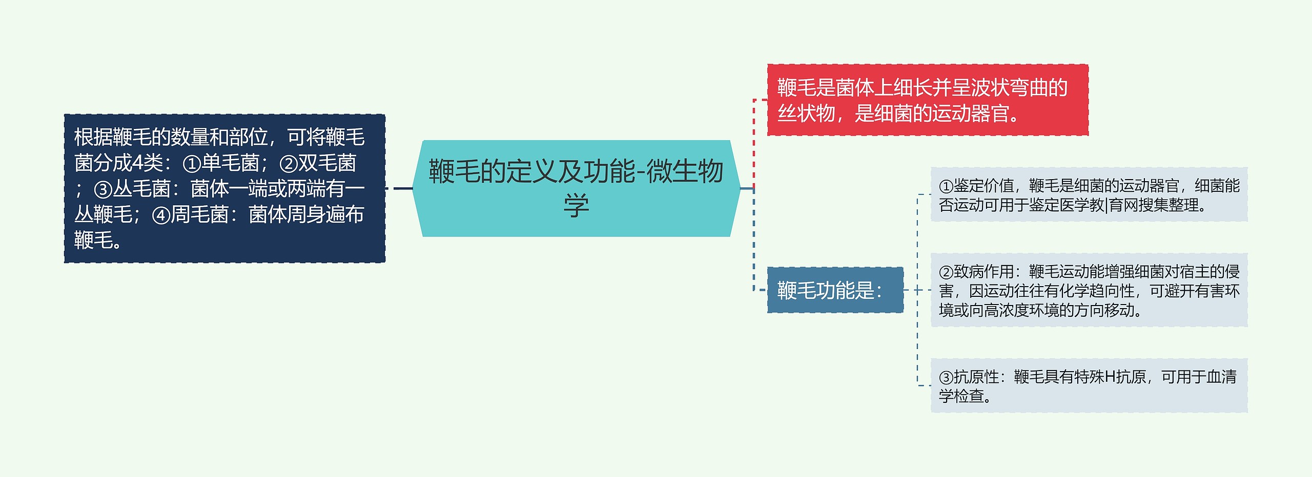 鞭毛的定义及功能-微生物学 鞭毛的定义及功能-微生物学