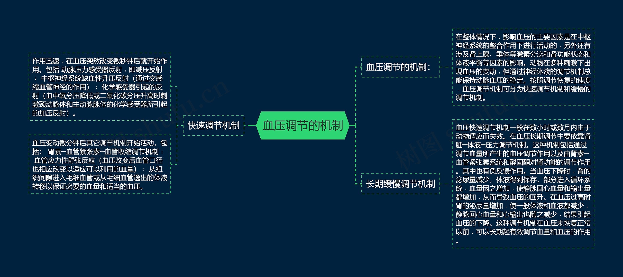 血压调节的机制 血压调节的机制