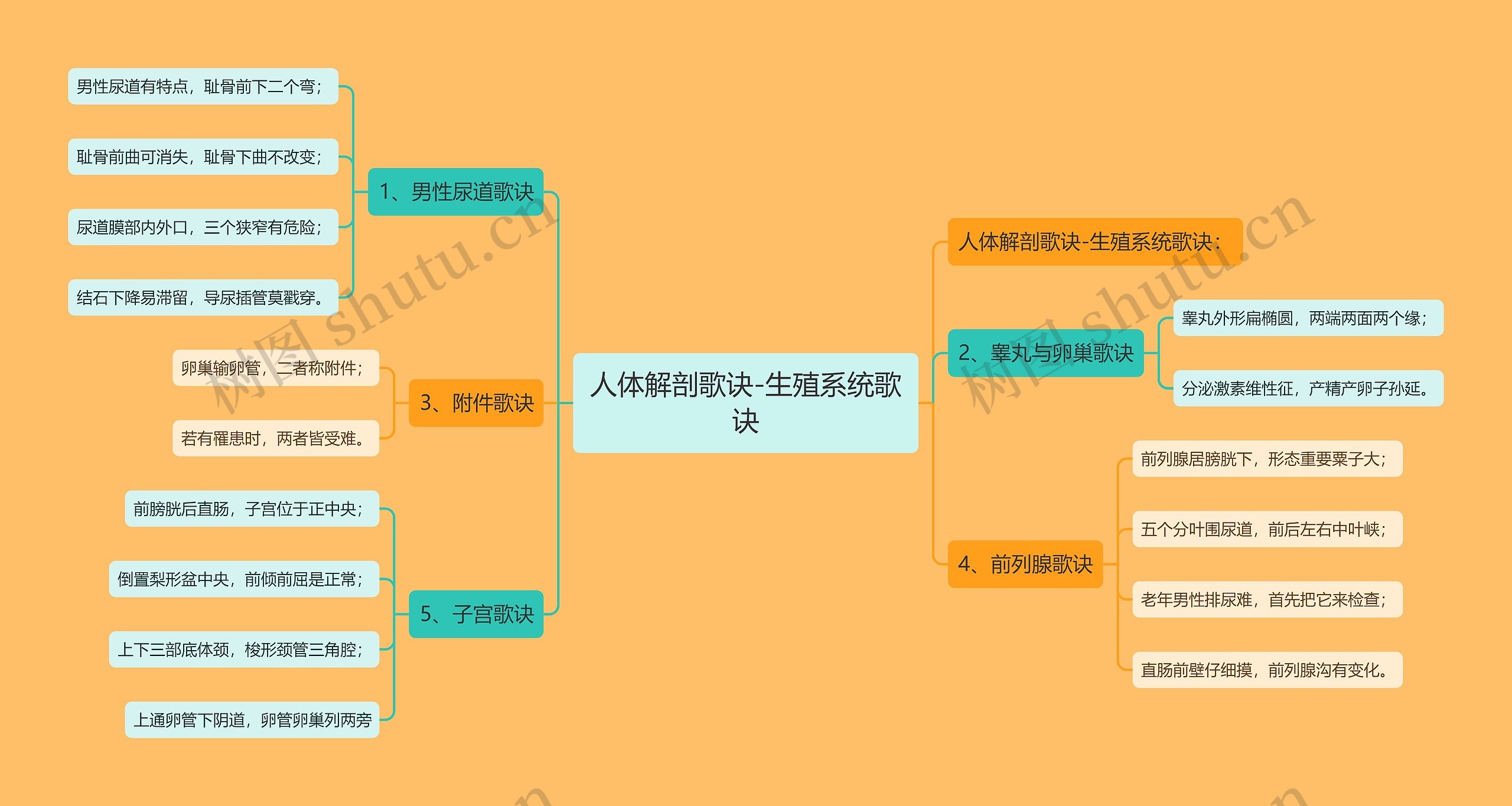 人体解剖歌诀-生殖系统歌诀