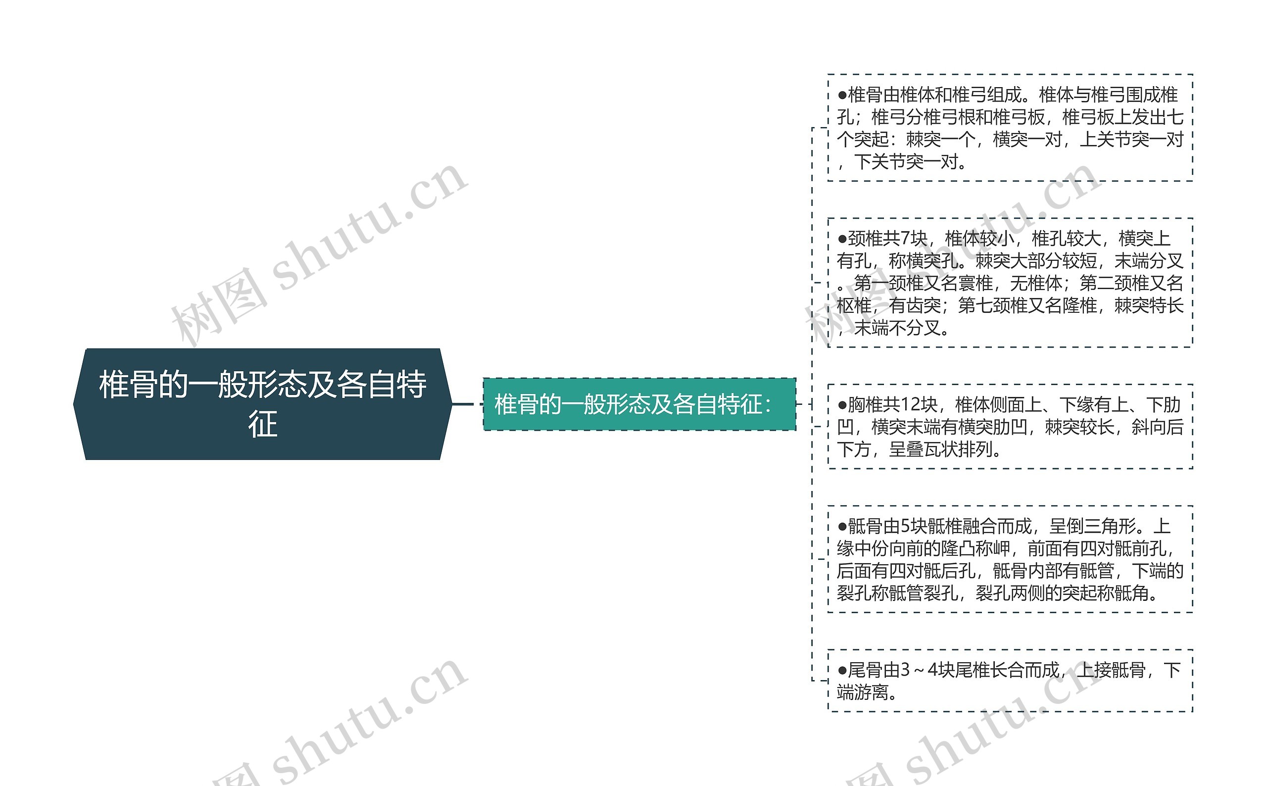 椎骨的一般形态及各自特征思维导图