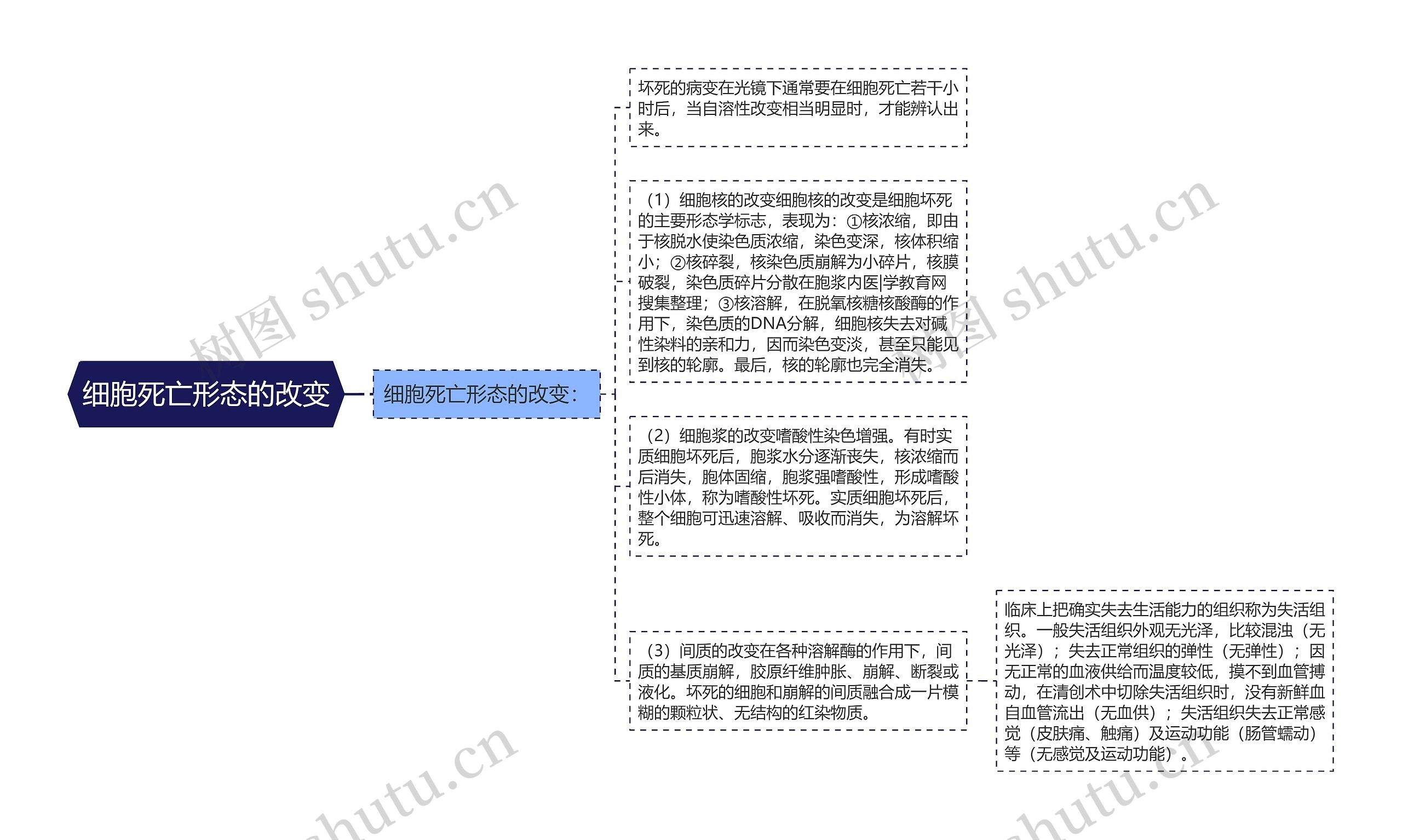 细胞死亡形态的改变思维导图