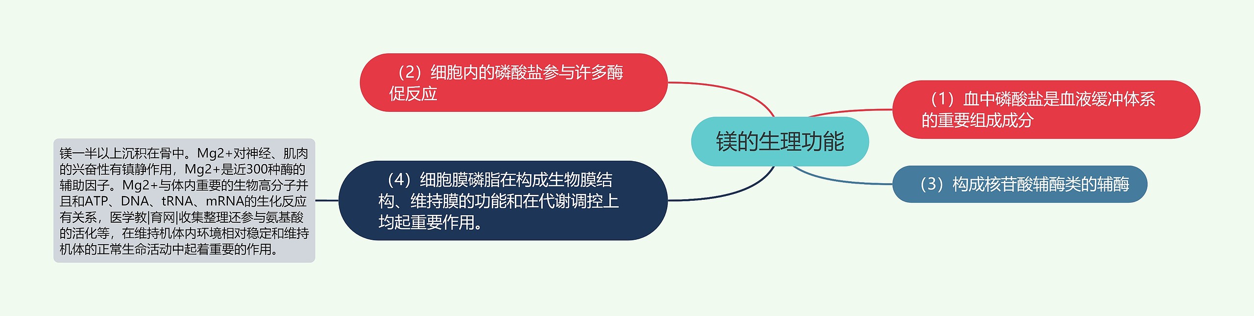 镁的生理功能 镁的生理功能