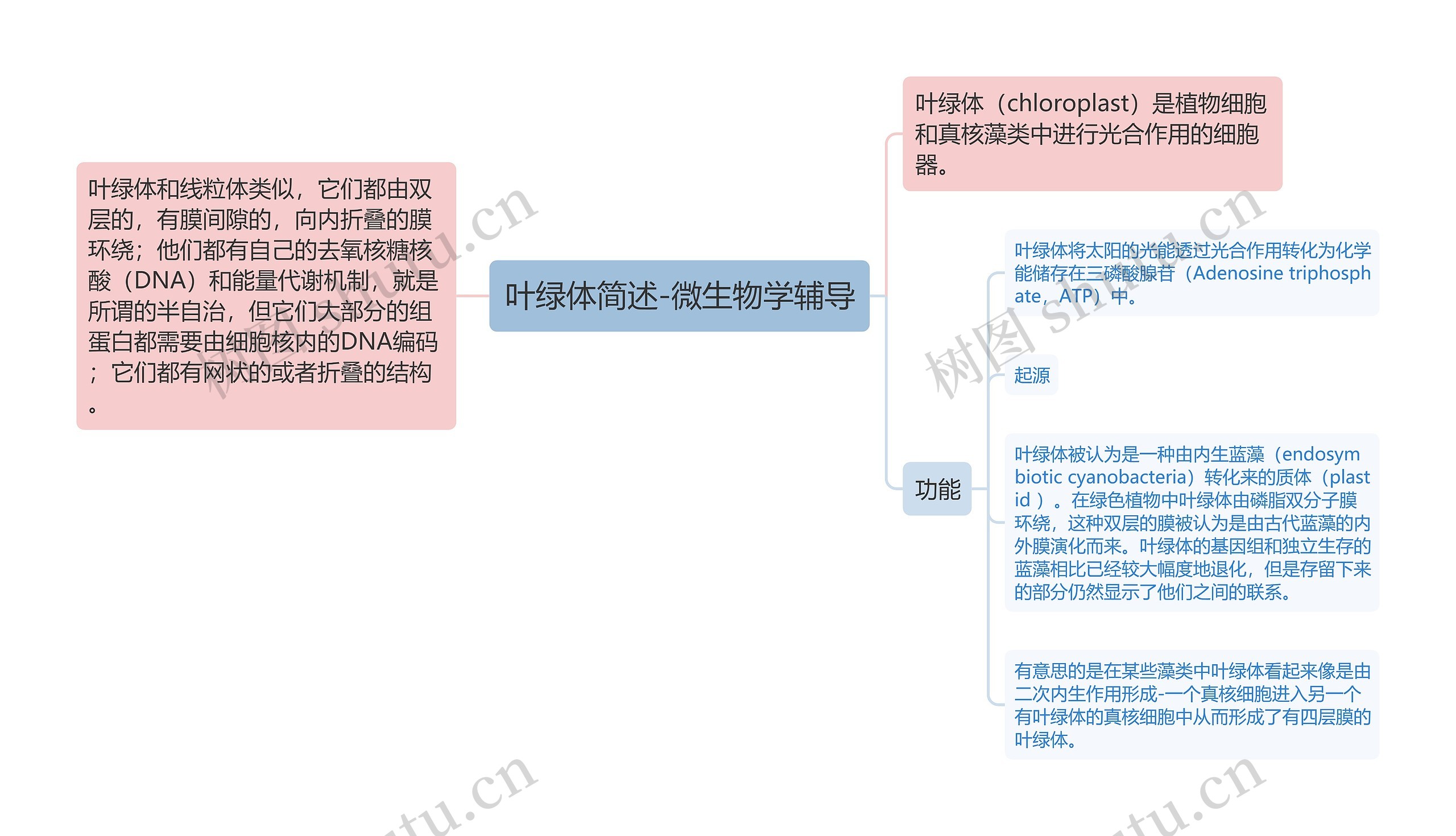 叶绿体简述-微生物学辅导思维导图