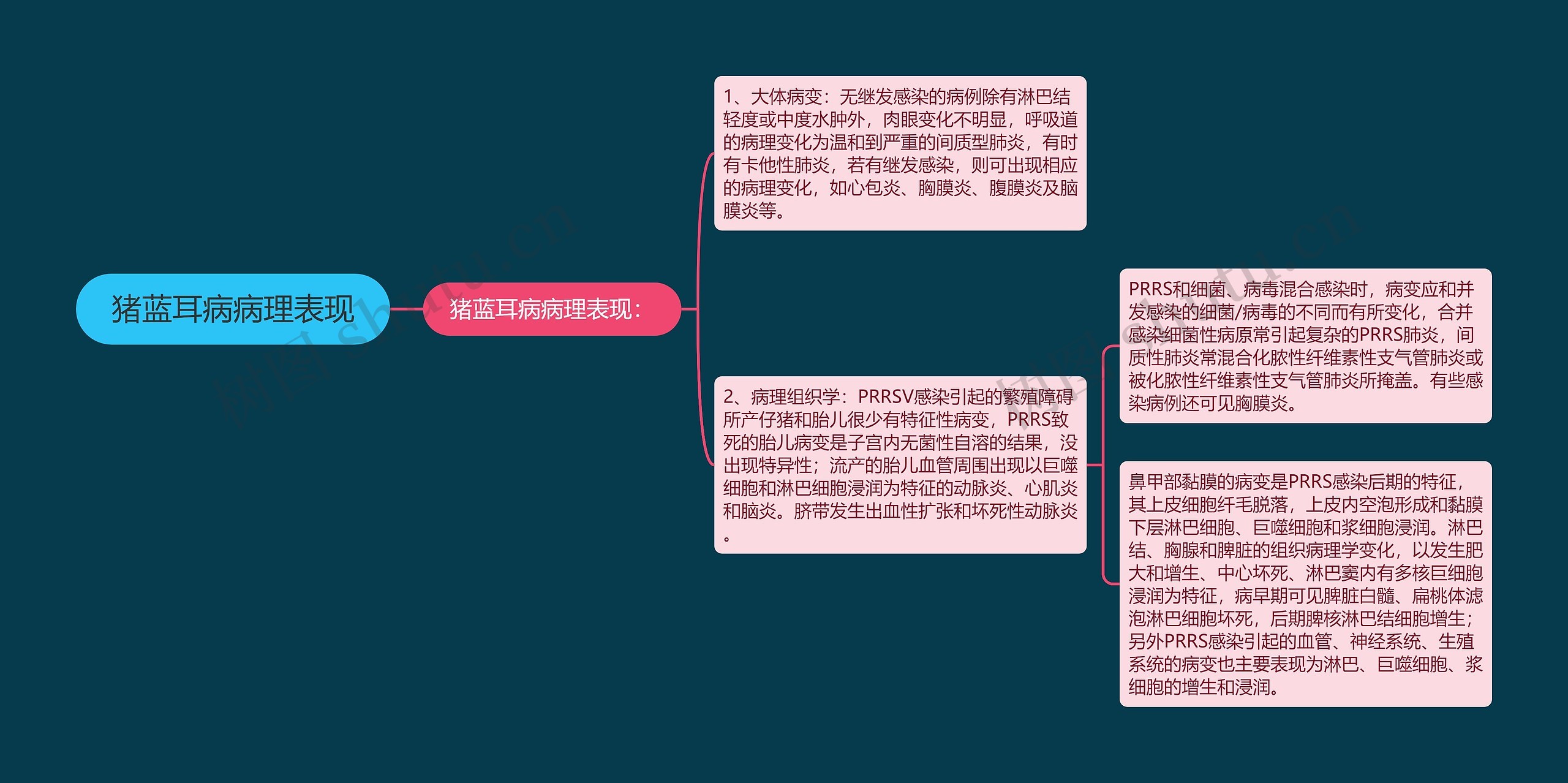 猪蓝耳病病理表现思维导图