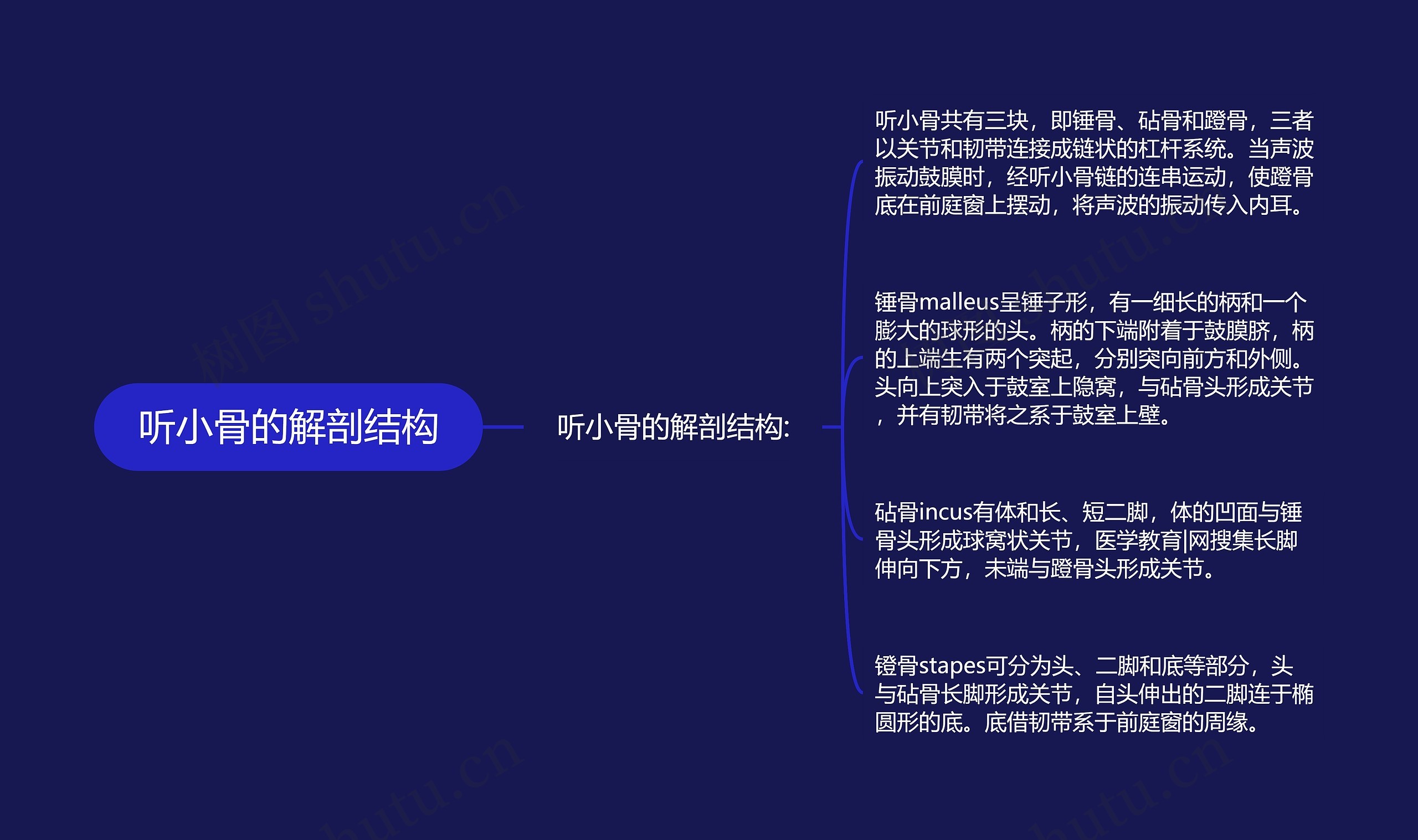 听小骨的解剖结构 听小骨的解剖结构