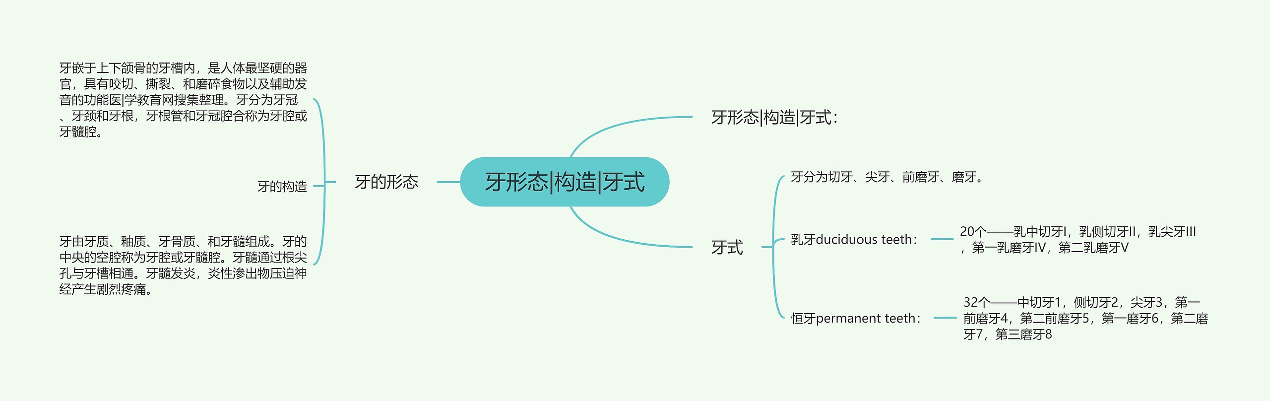 牙形态|构造|牙式思维导图