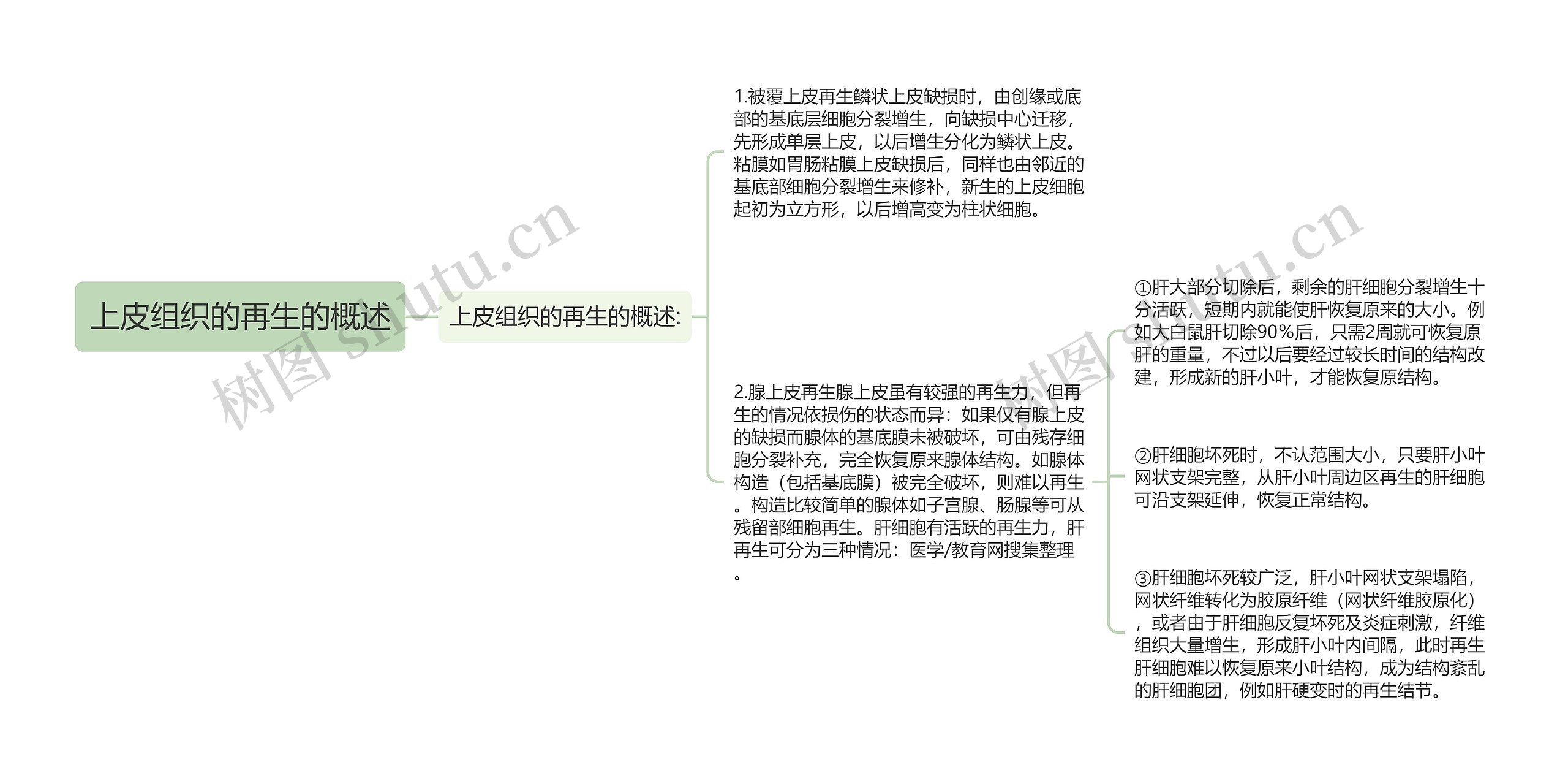 上皮组织的再生的概述思维导图