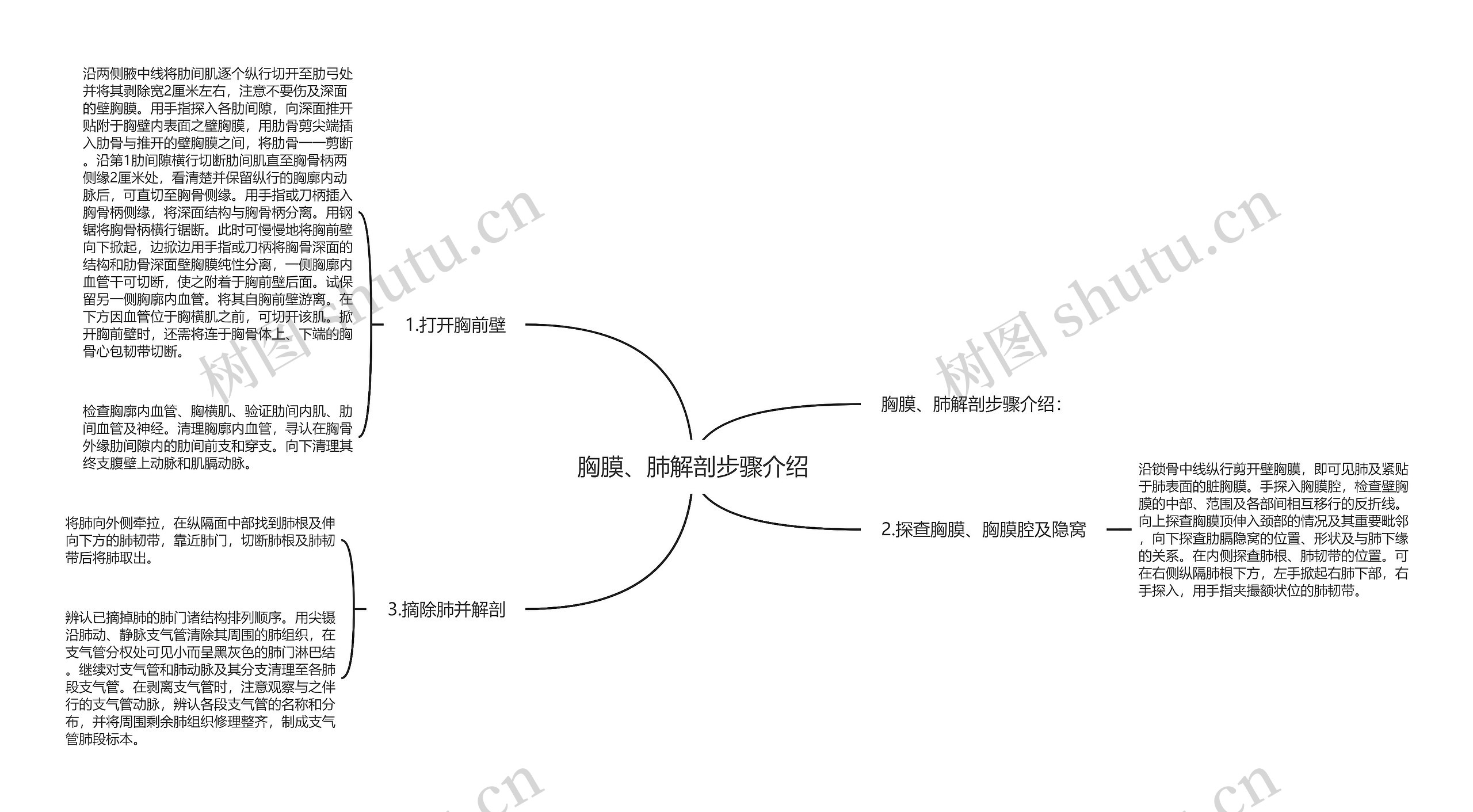 胸膜、肺解剖步骤介绍