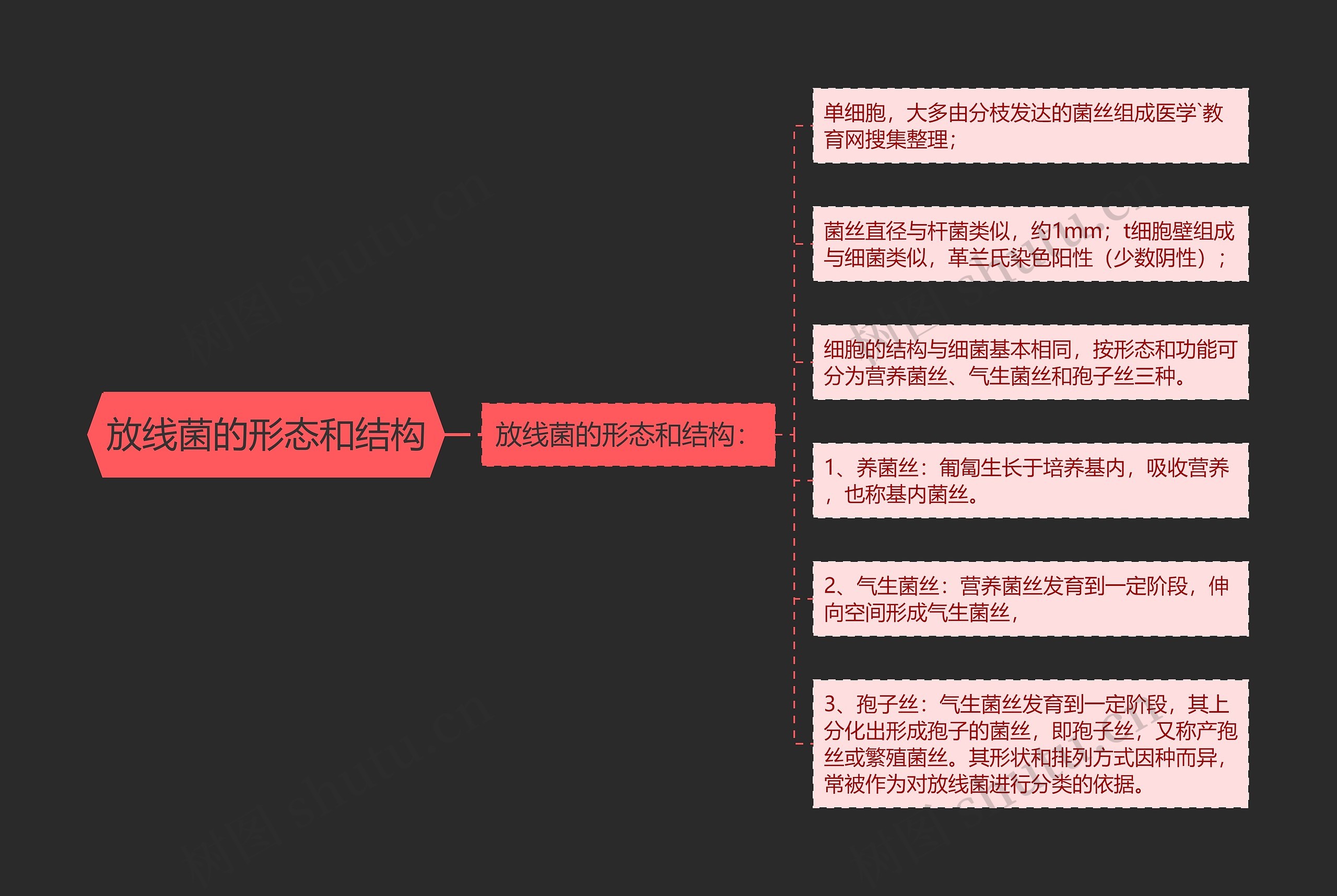 放线菌的形态和结构