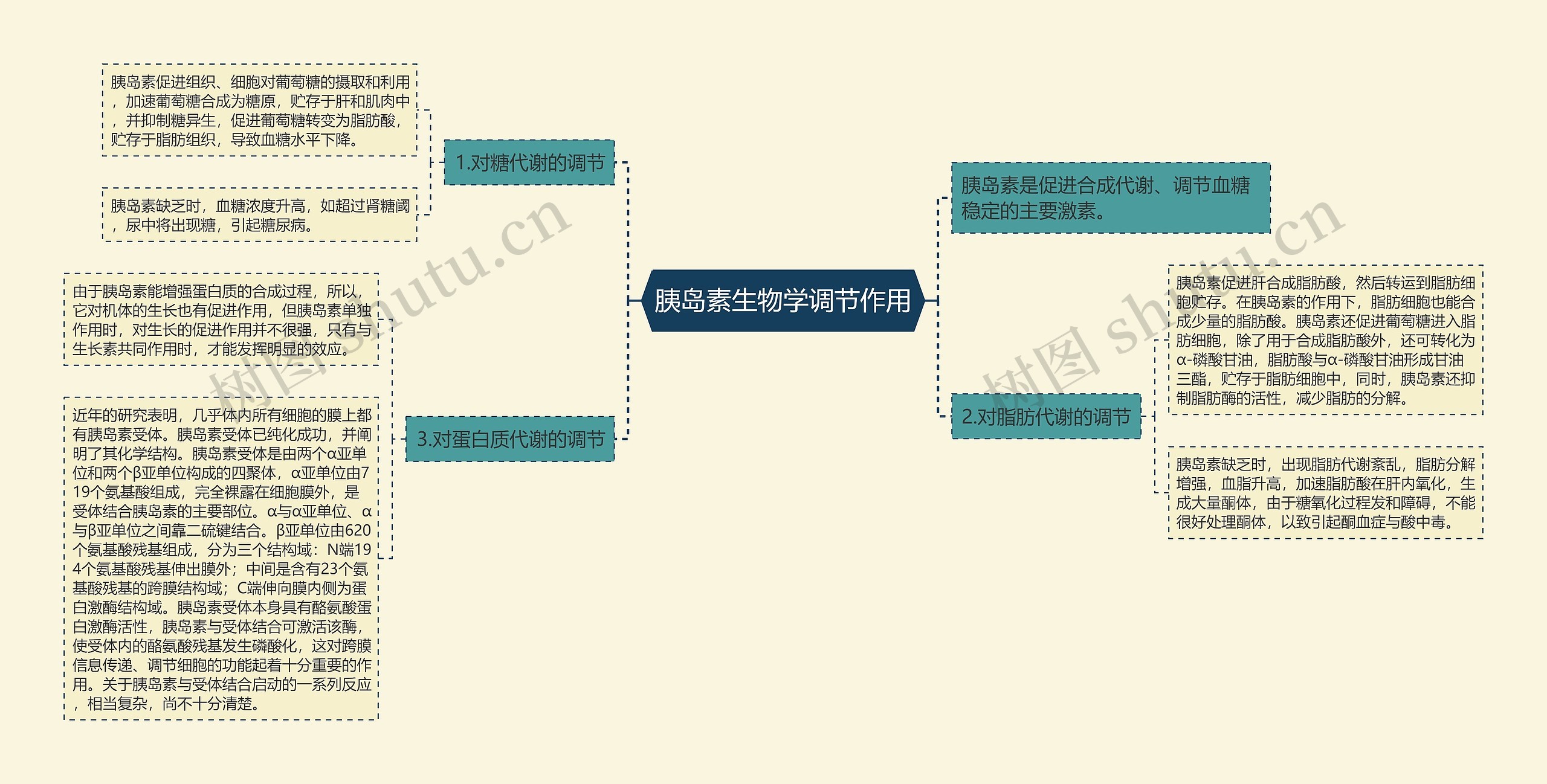 胰岛素生物学调节作用思维导图