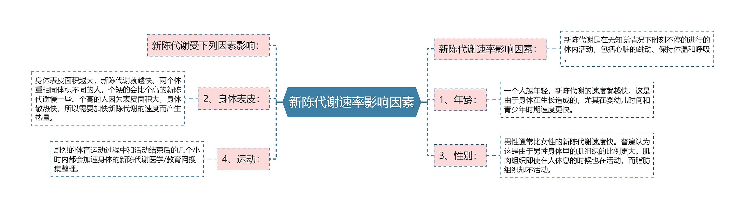 新陈代谢速率影响因素