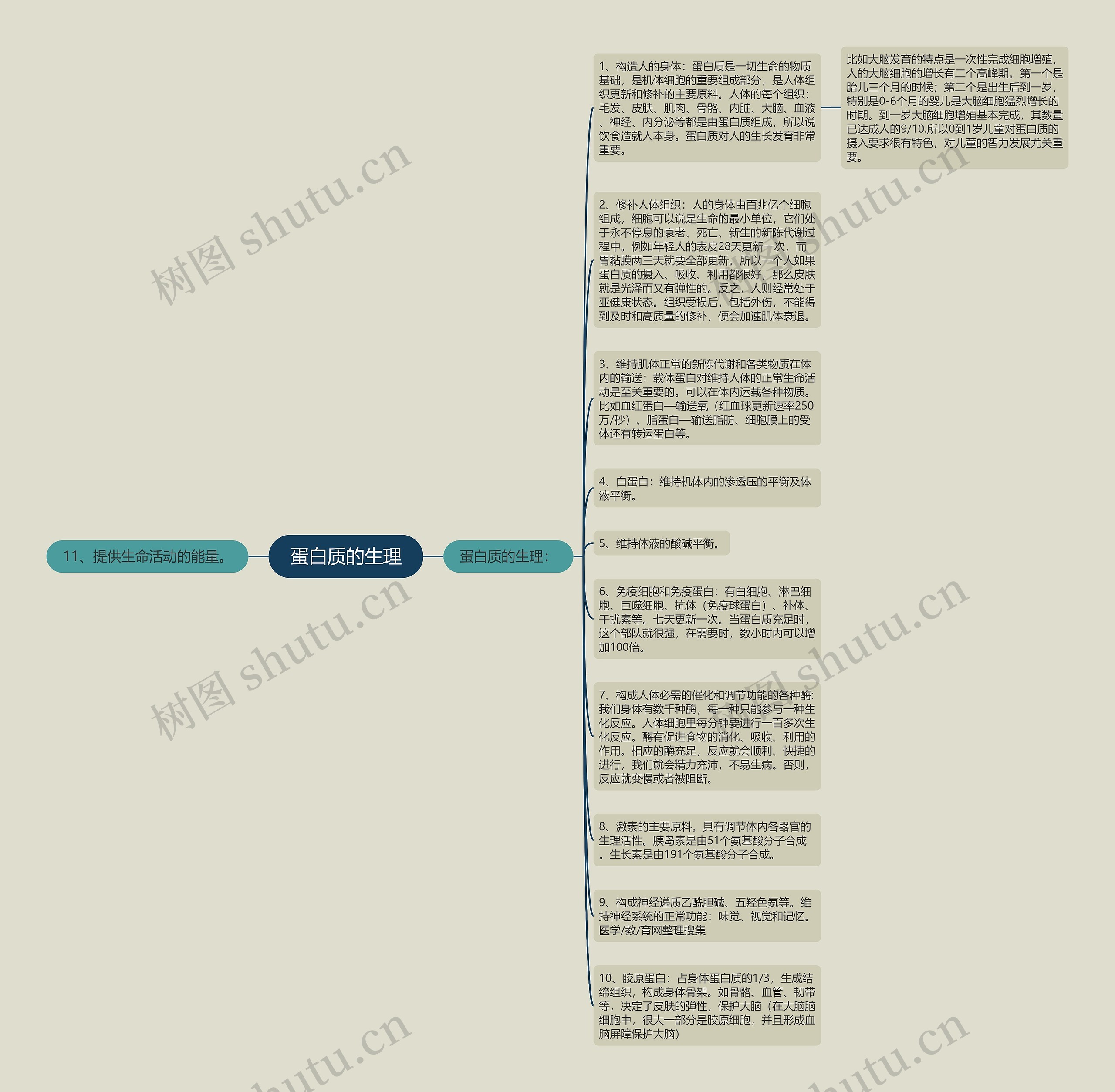 蛋白质的生理思维导图高清图 蛋白质的生理思维导图