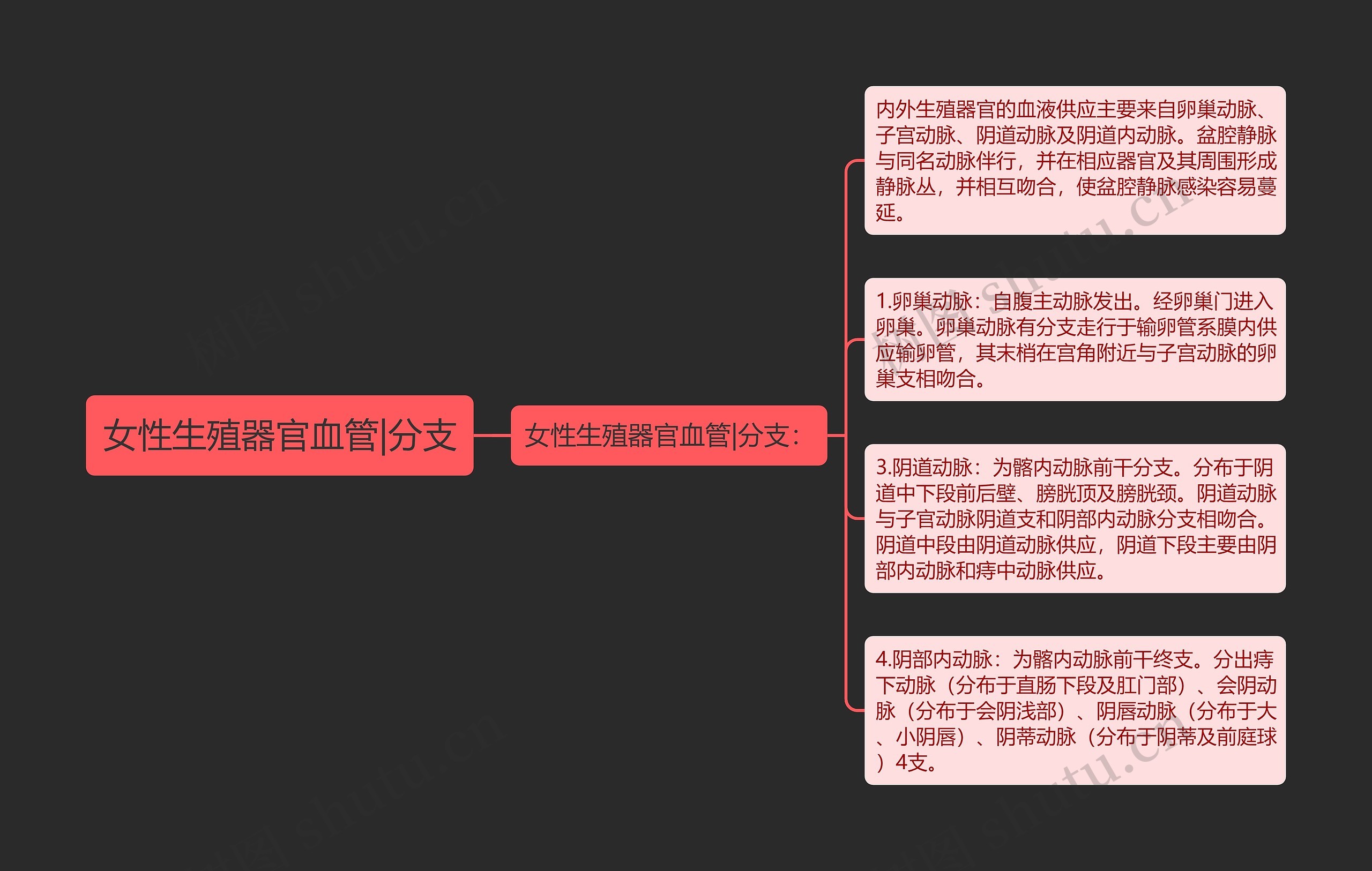 女性生殖器官血管|分支