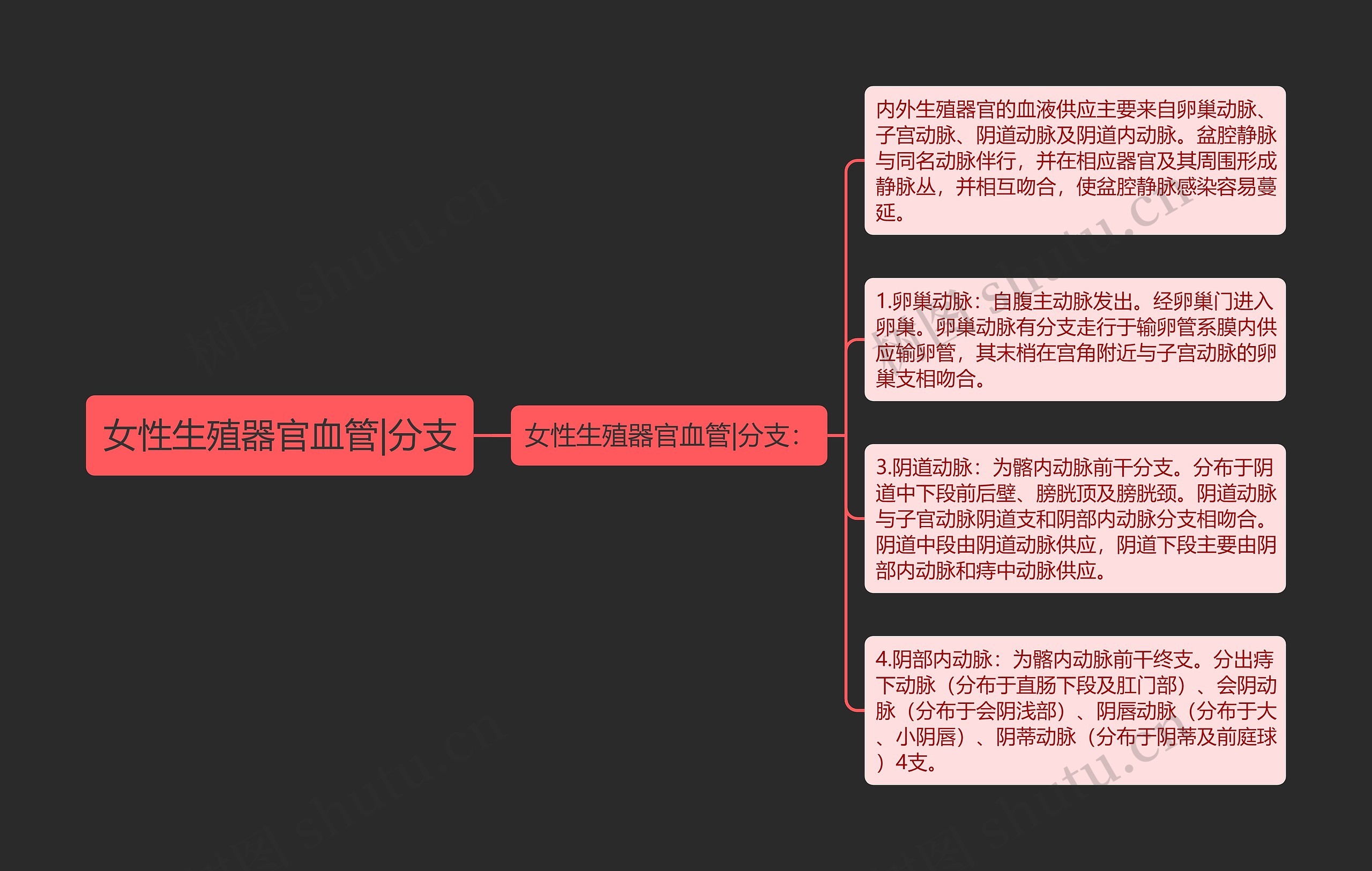 女性生殖器官血管|分支思维导图