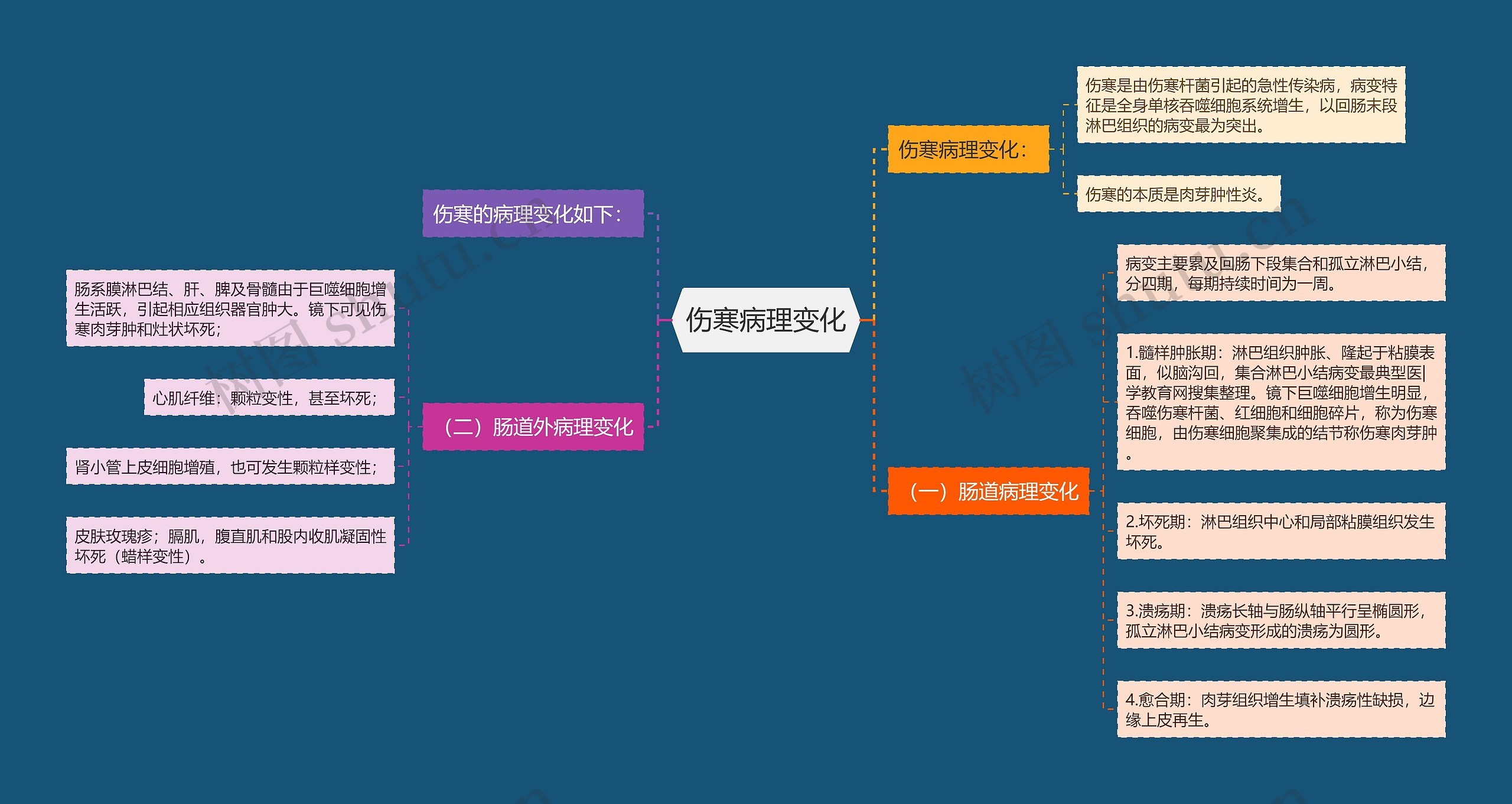 伤寒病理变化思维导图