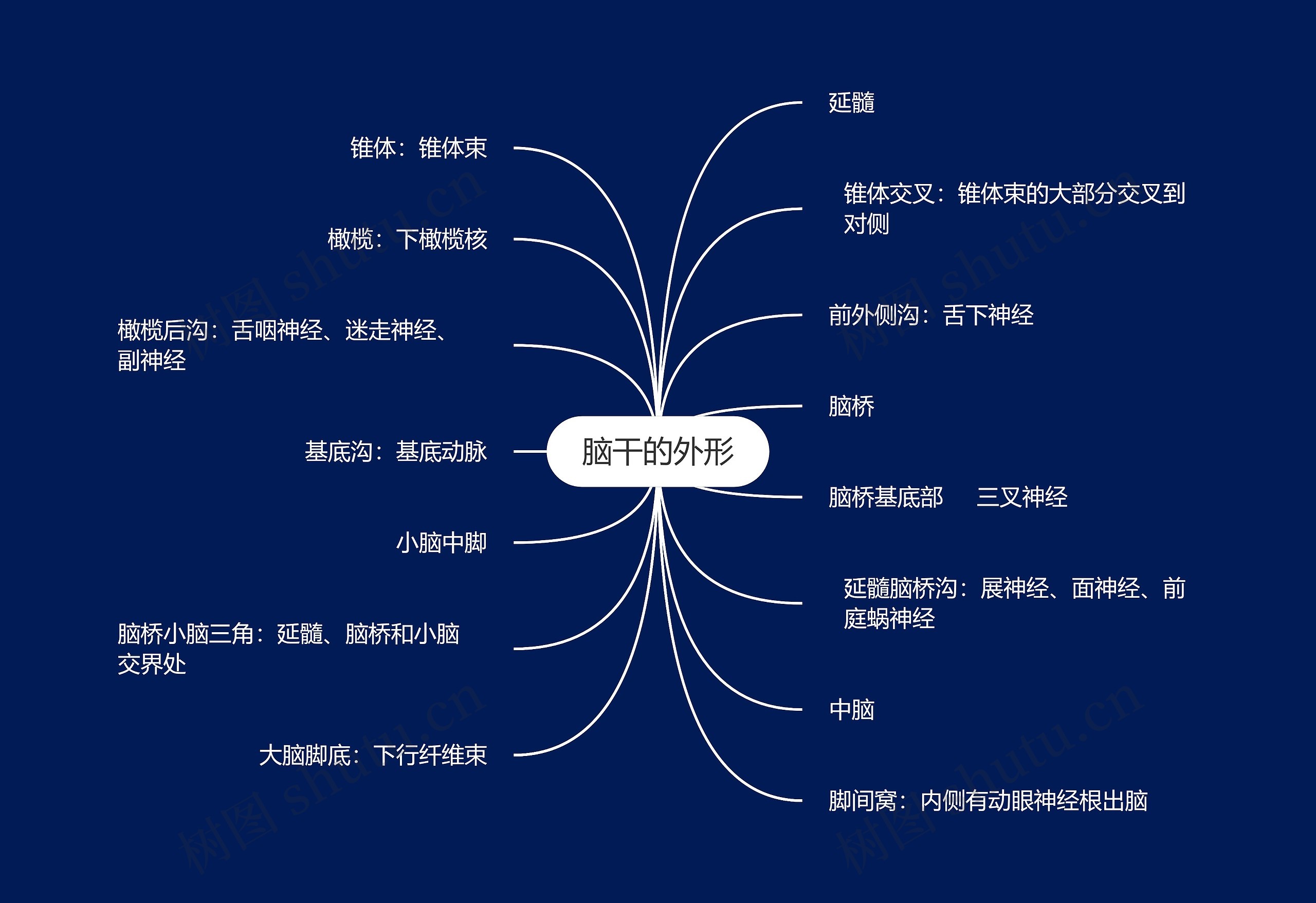 脑干的外形思维导图