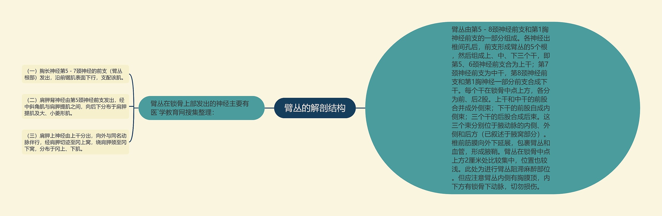 臂丛的解剖结构 臂丛的解剖结构