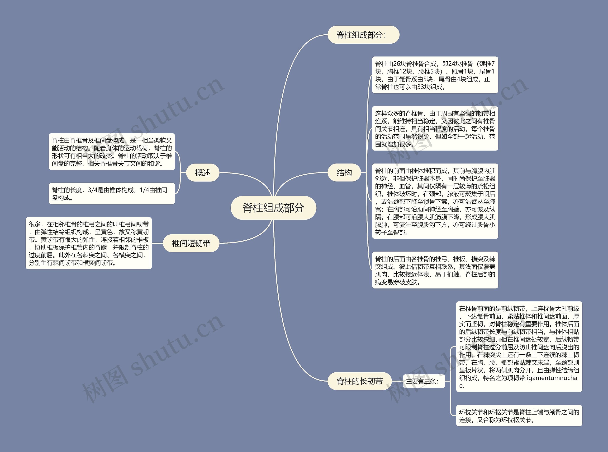 脊柱组成部分思维导图