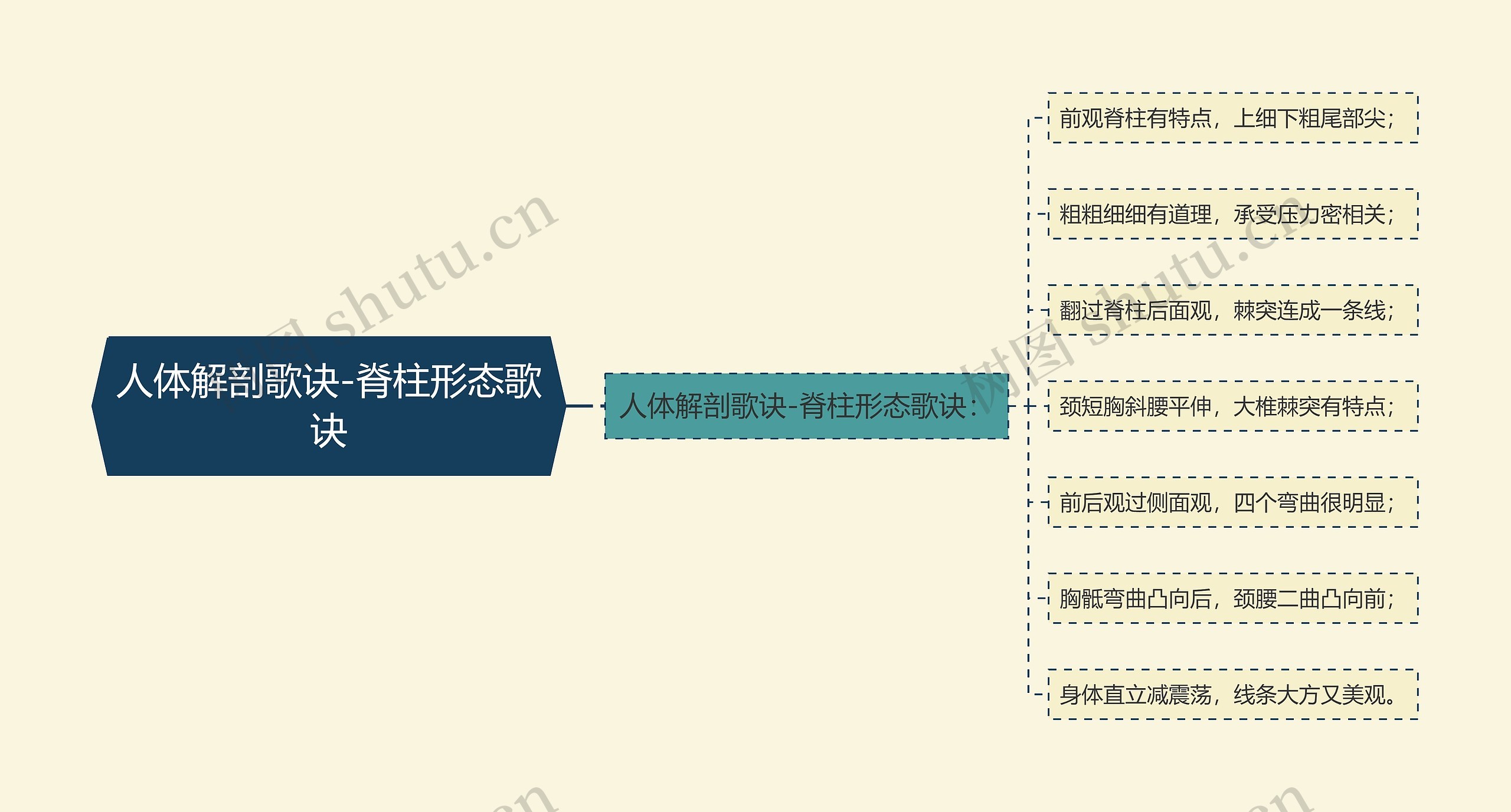 人体解剖歌诀-脊柱形态歌诀