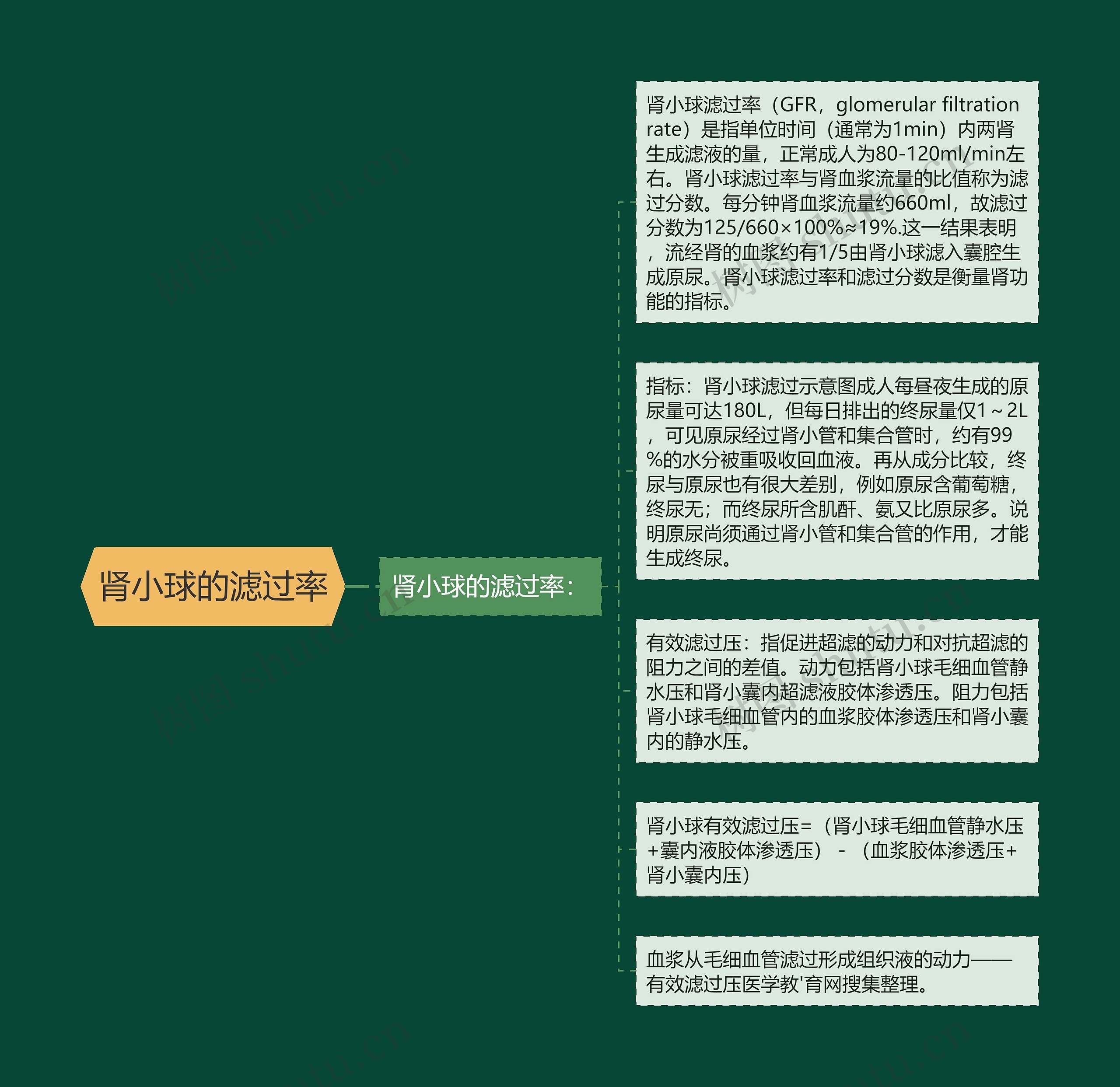 肾小球的滤过率思维导图