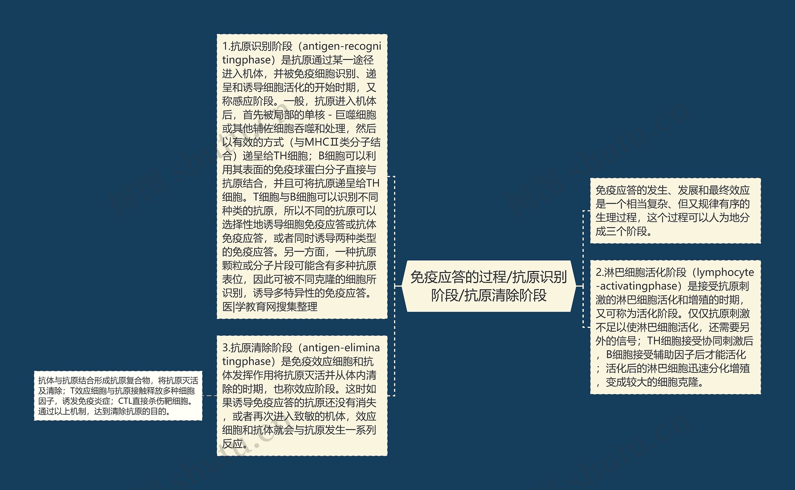 免疫应答的过程/抗原识别阶段/抗原清除阶段思维导图