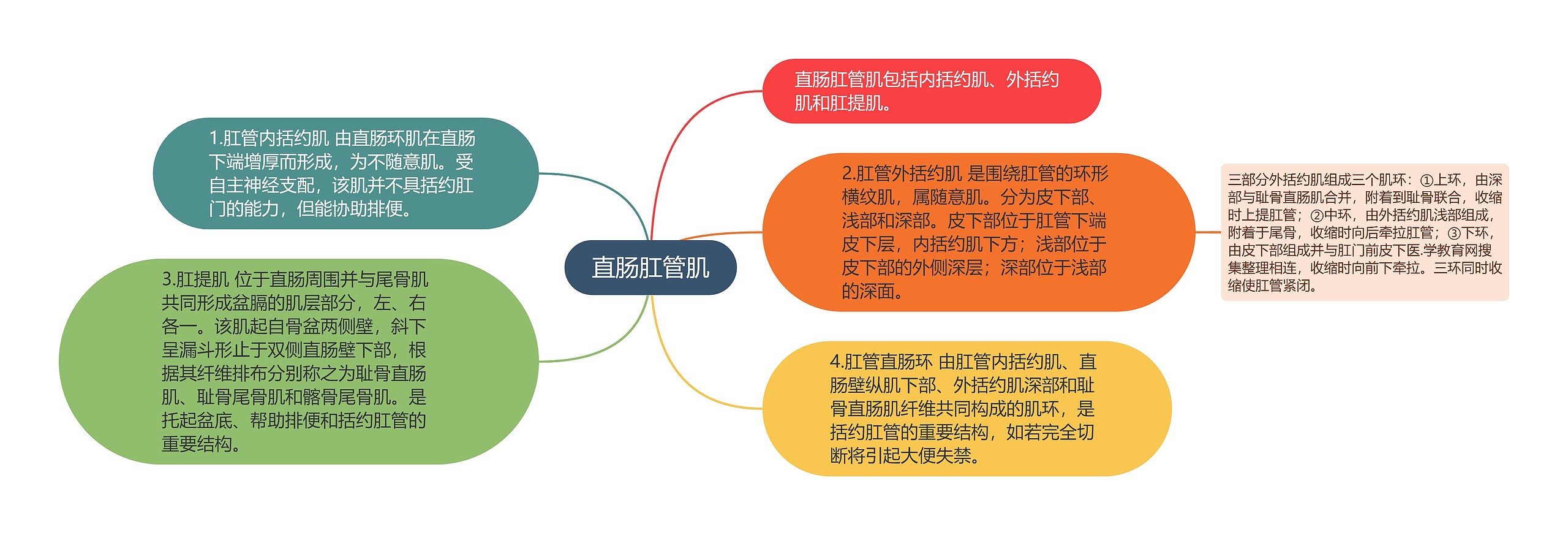 直肠肛管肌思维导图