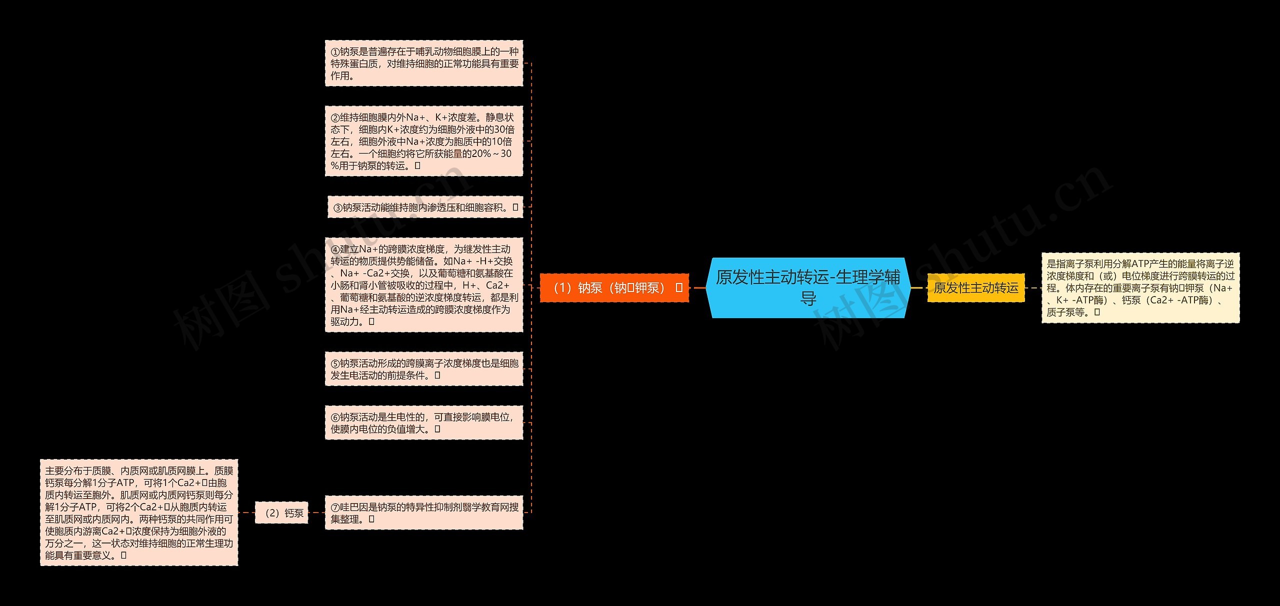 原发性主动转运-生理学辅导 原发性主动转运-生理学辅导