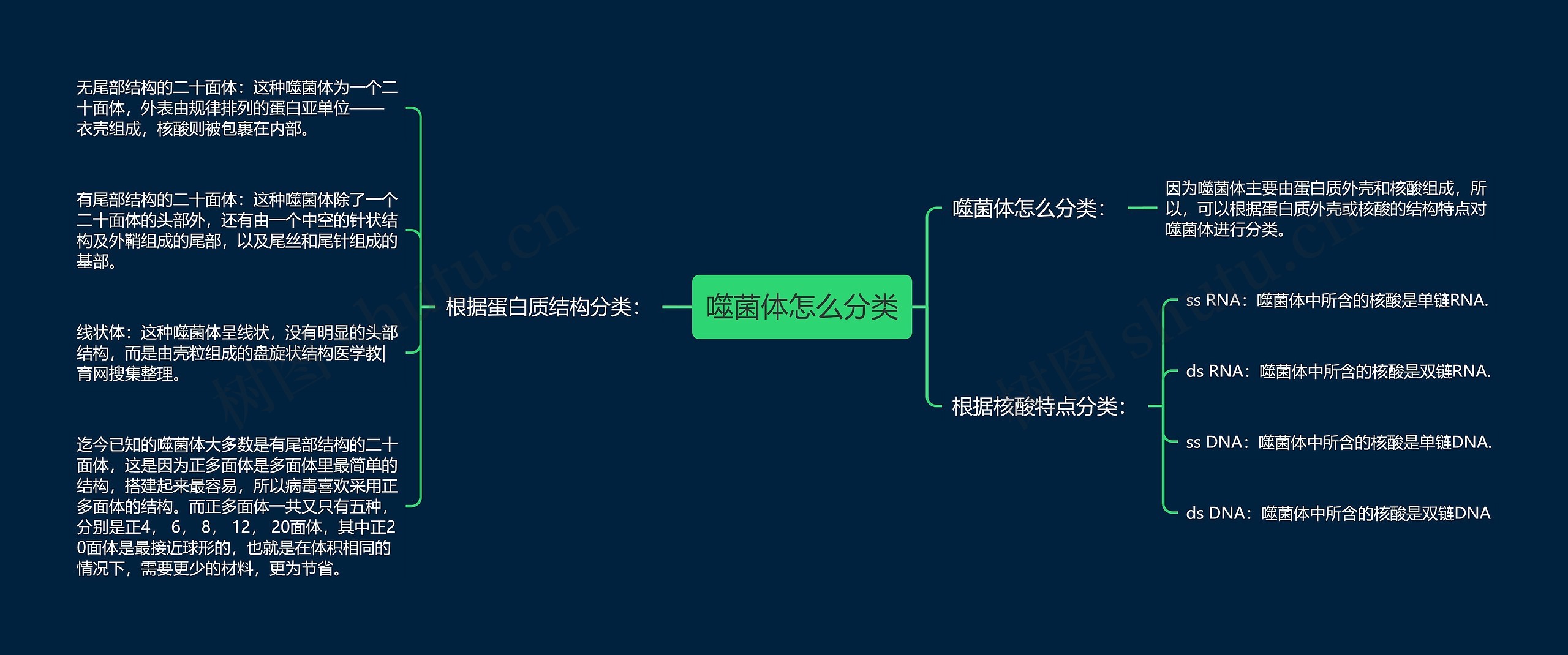 噬菌体怎么分类