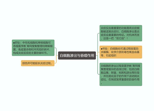 白细胞渗出与吞噬作用