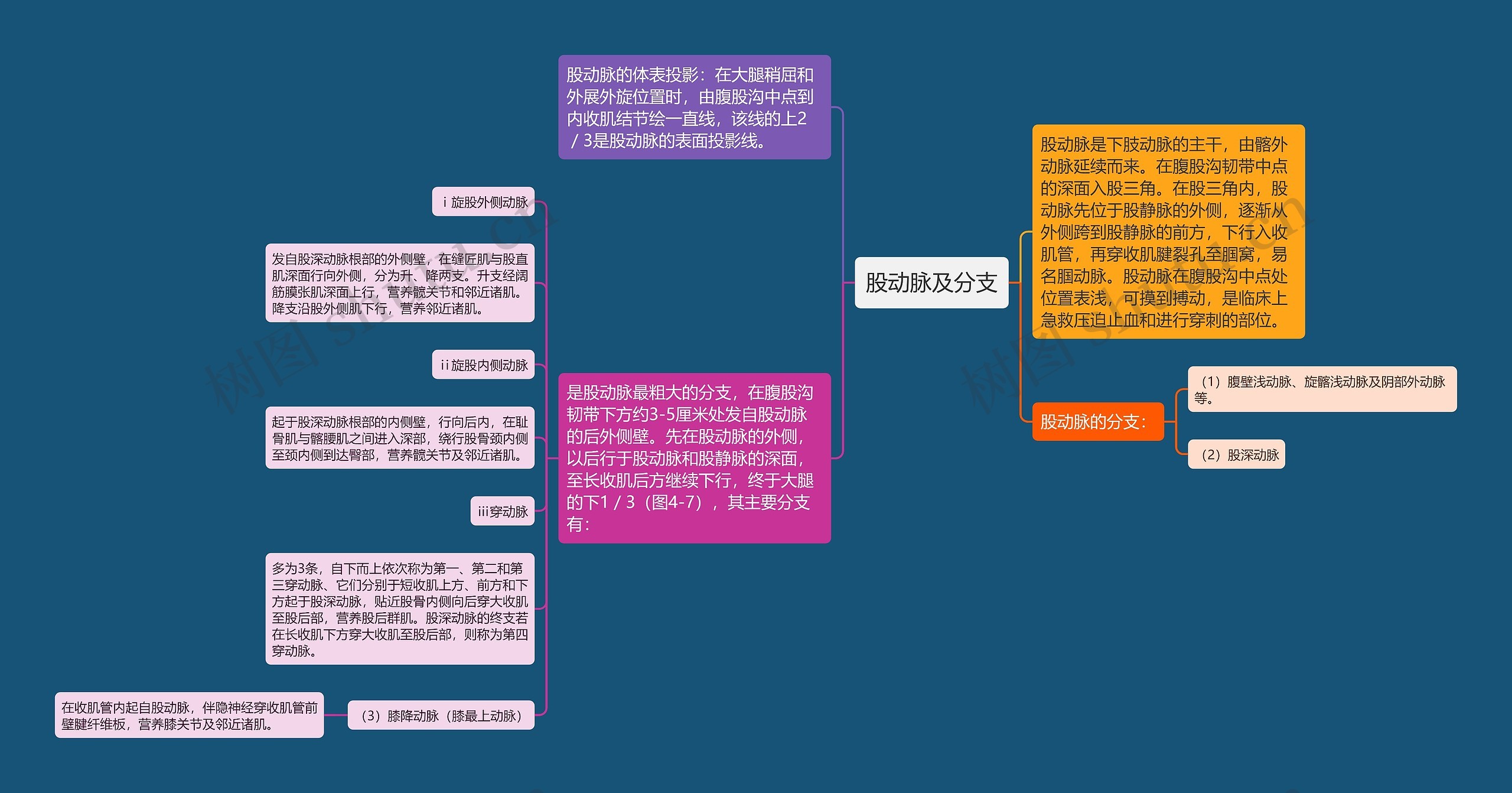 股动脉及分支