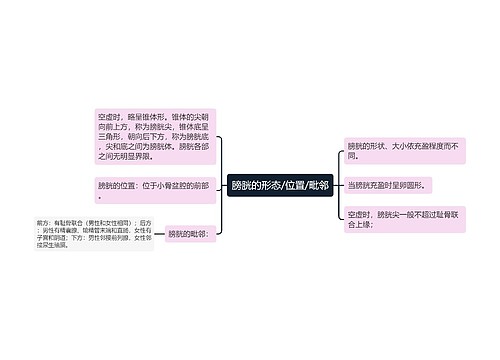 膀胱的形态/位置/毗邻