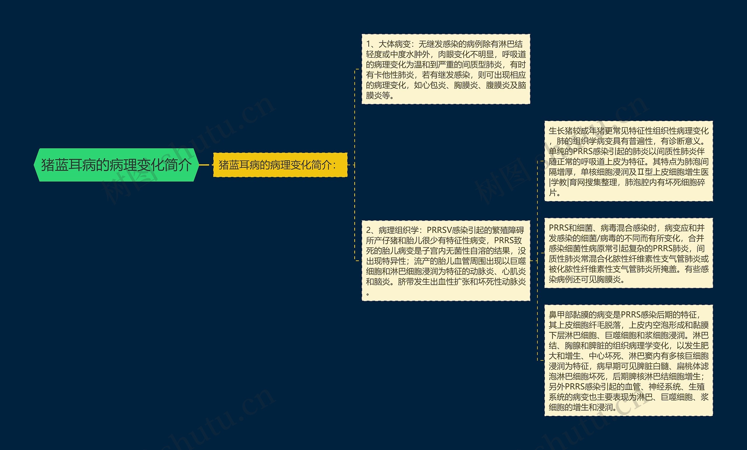 猪蓝耳病的病理变化简介