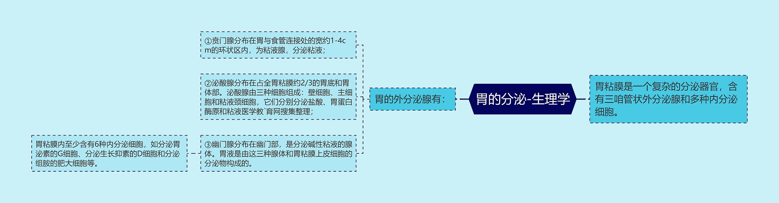 胃的分泌-生理学
