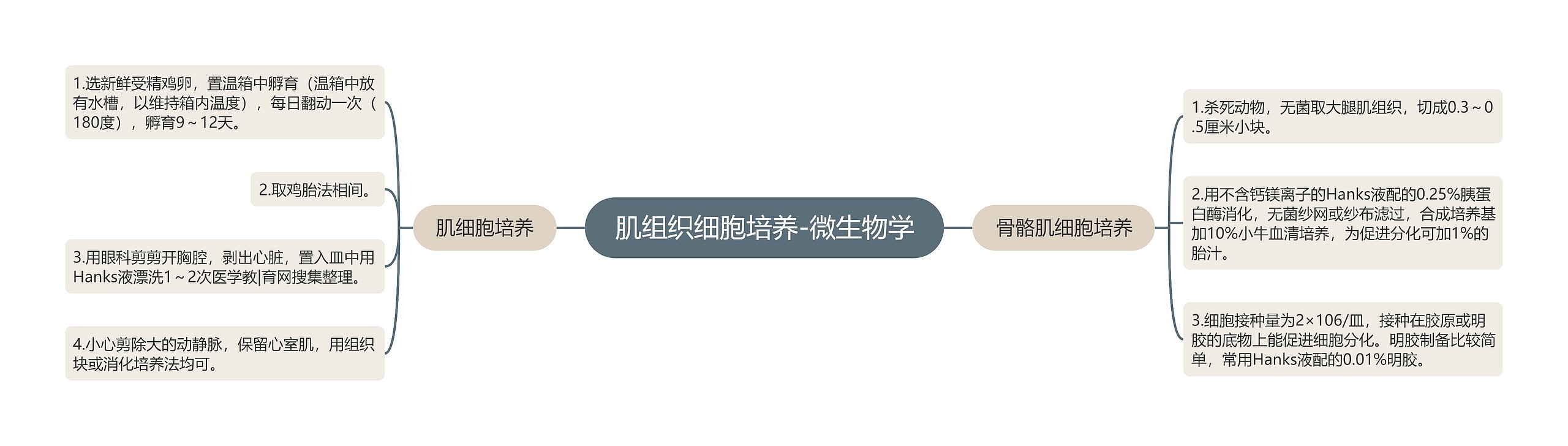 肌组织细胞培养-微生物学 肌组织细胞培养-微生物学