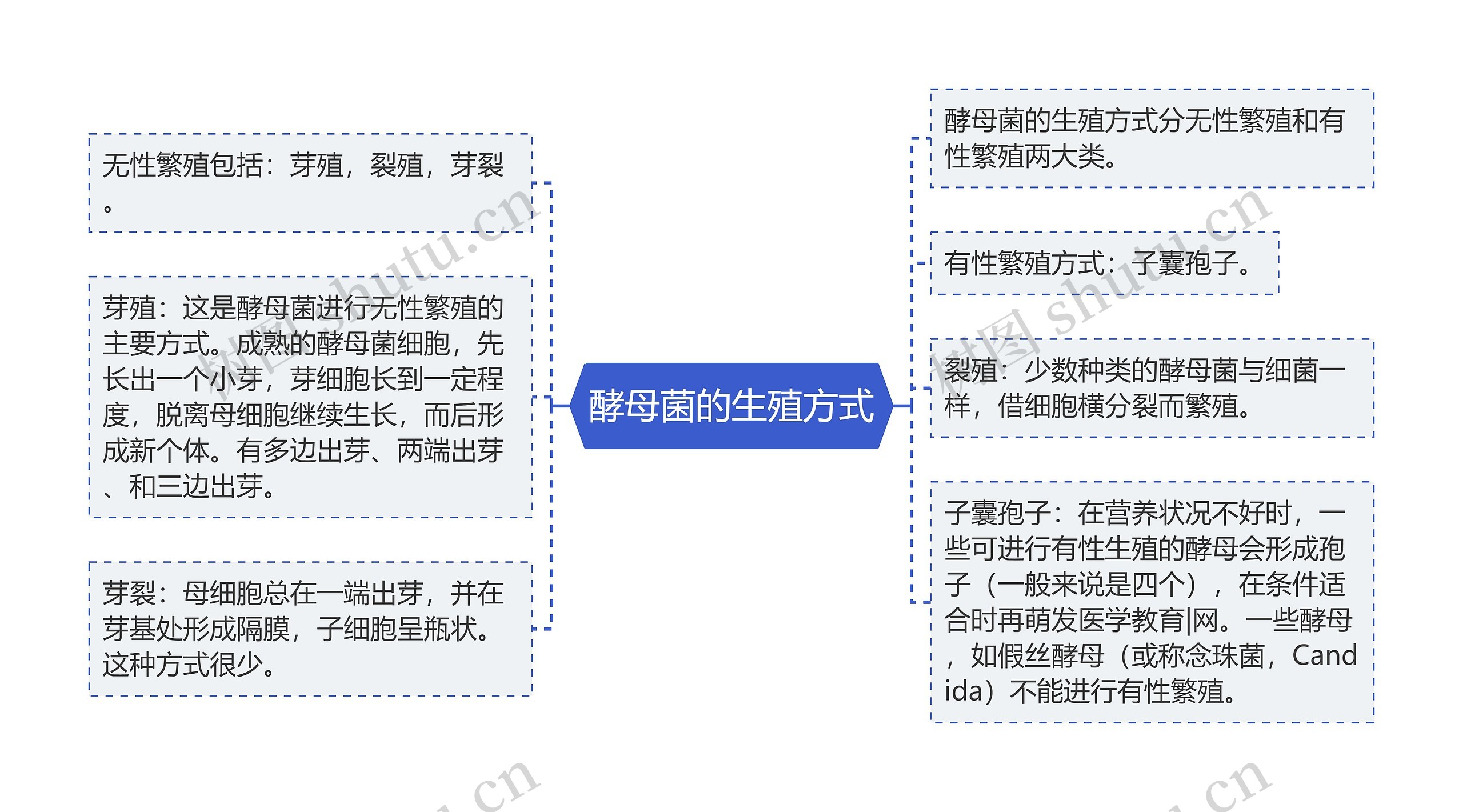 酵母菌的生殖方式