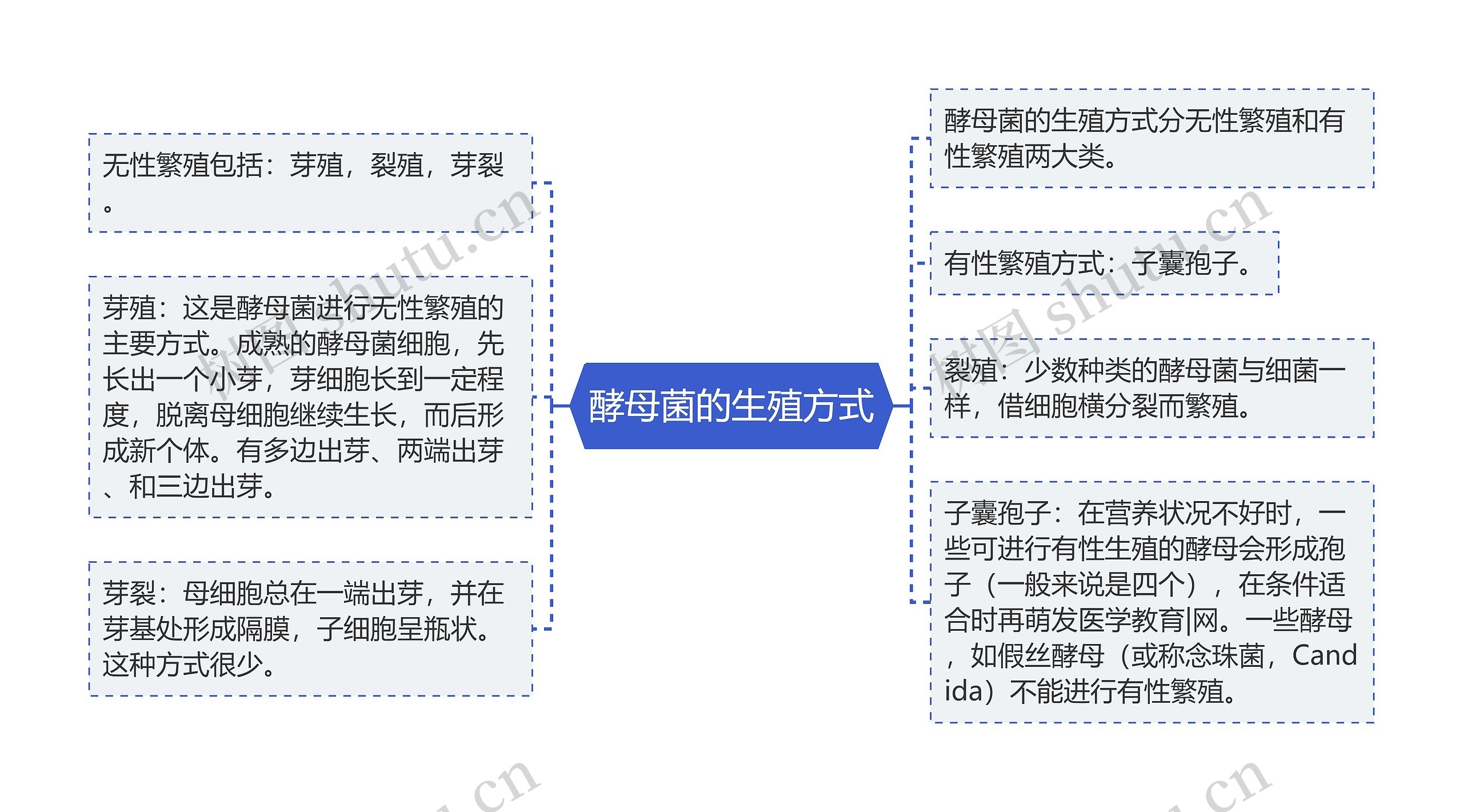 酵母菌的生殖方式思维导图