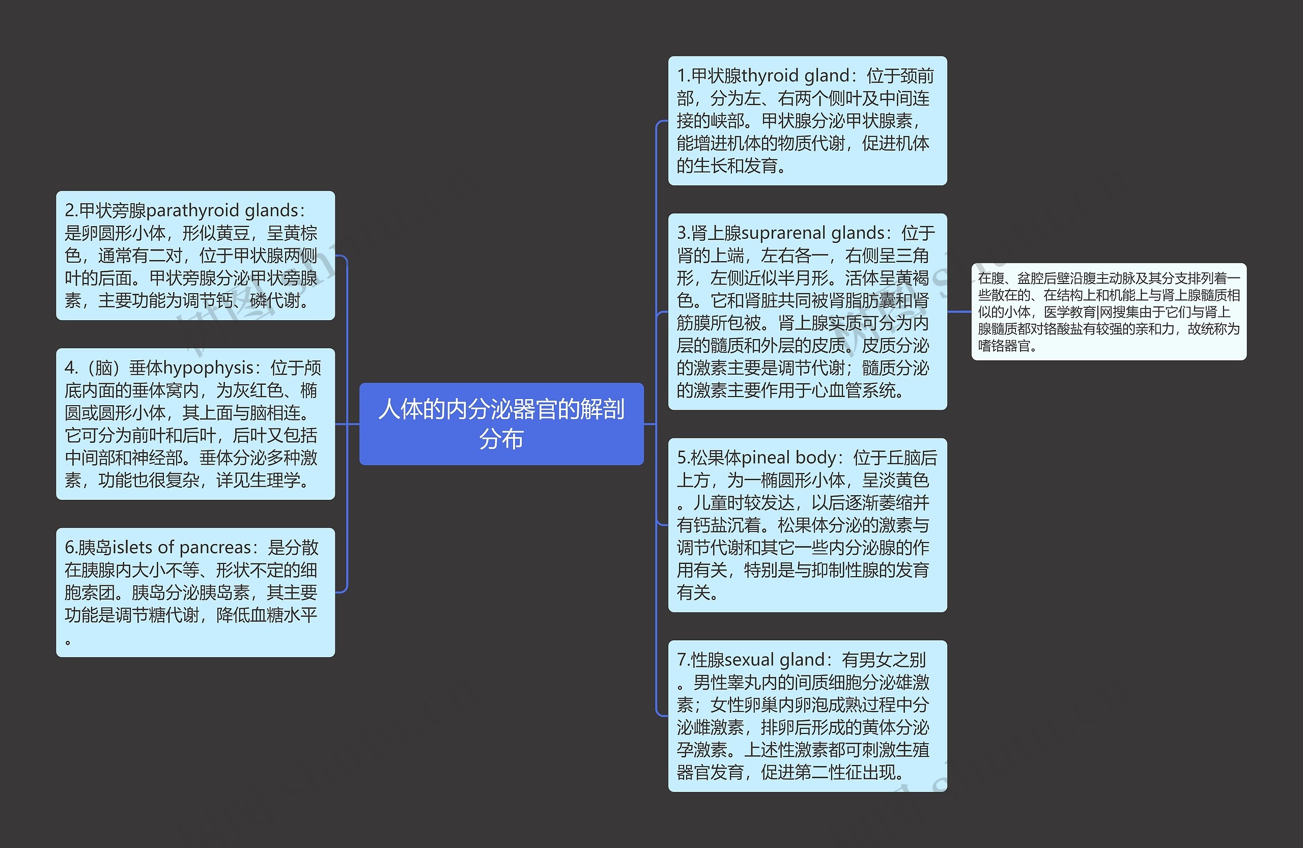 人体的内分泌器官的解剖分布