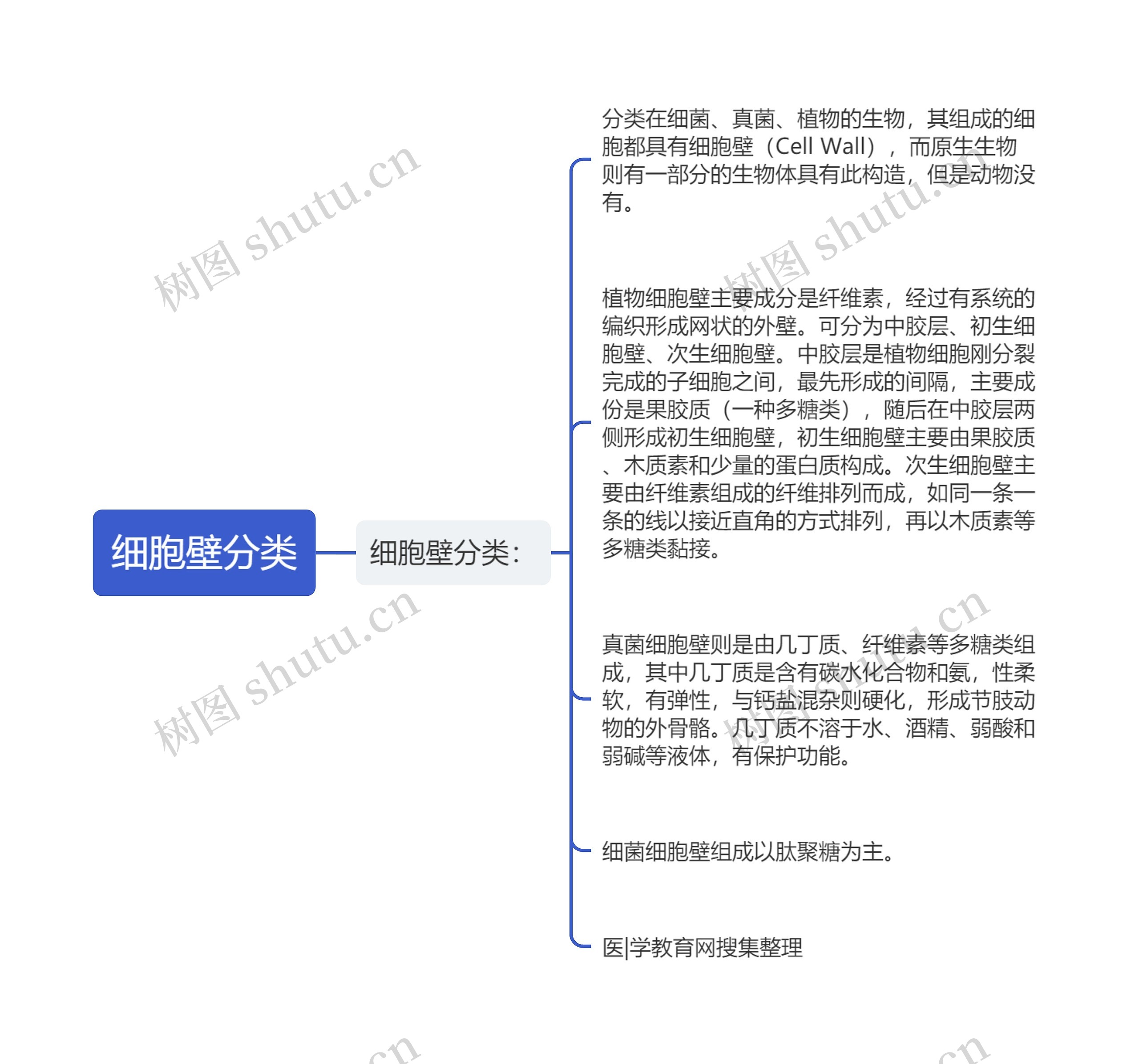 细胞壁分类思维导图