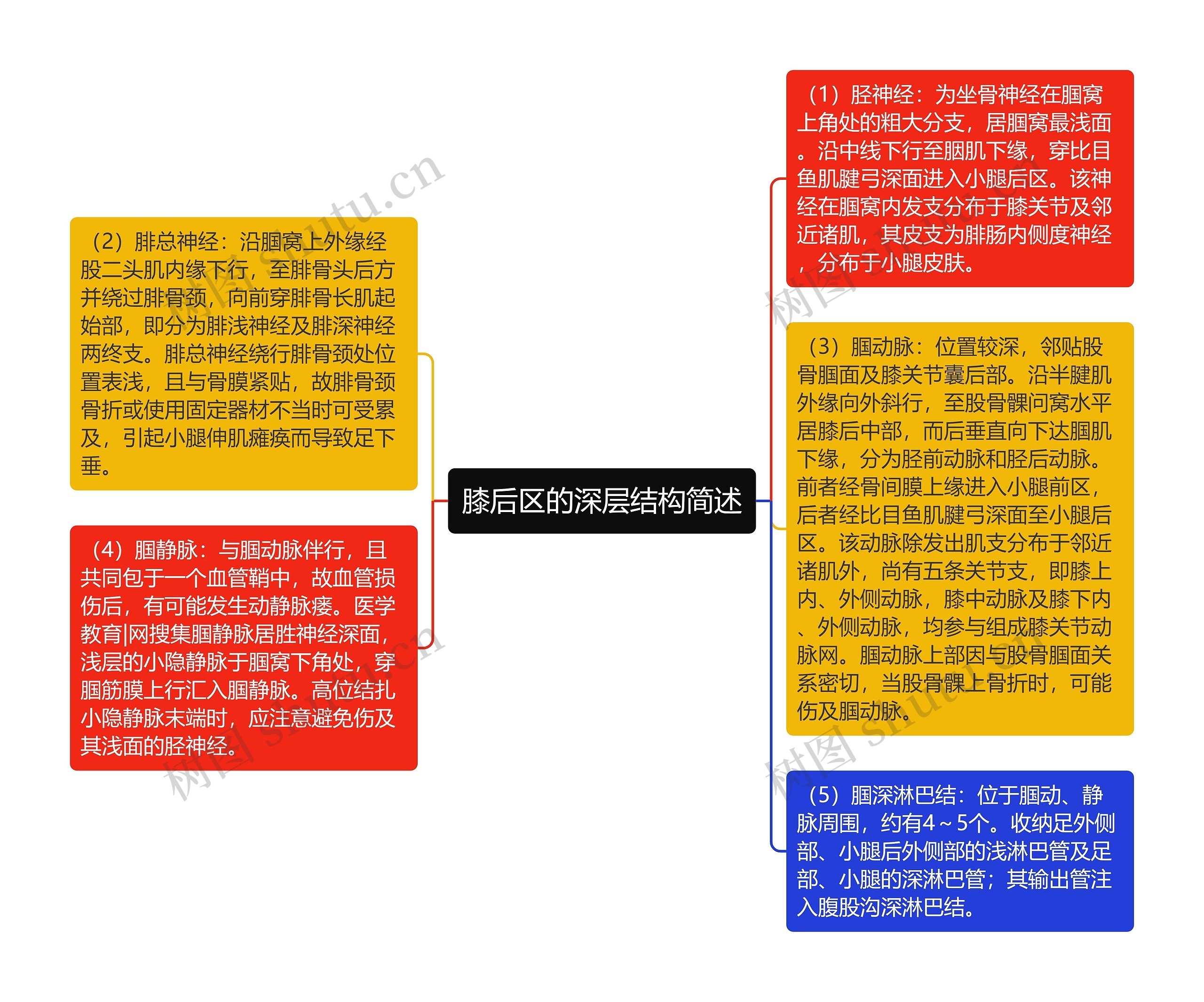 膝后区的深层结构简述思维导图