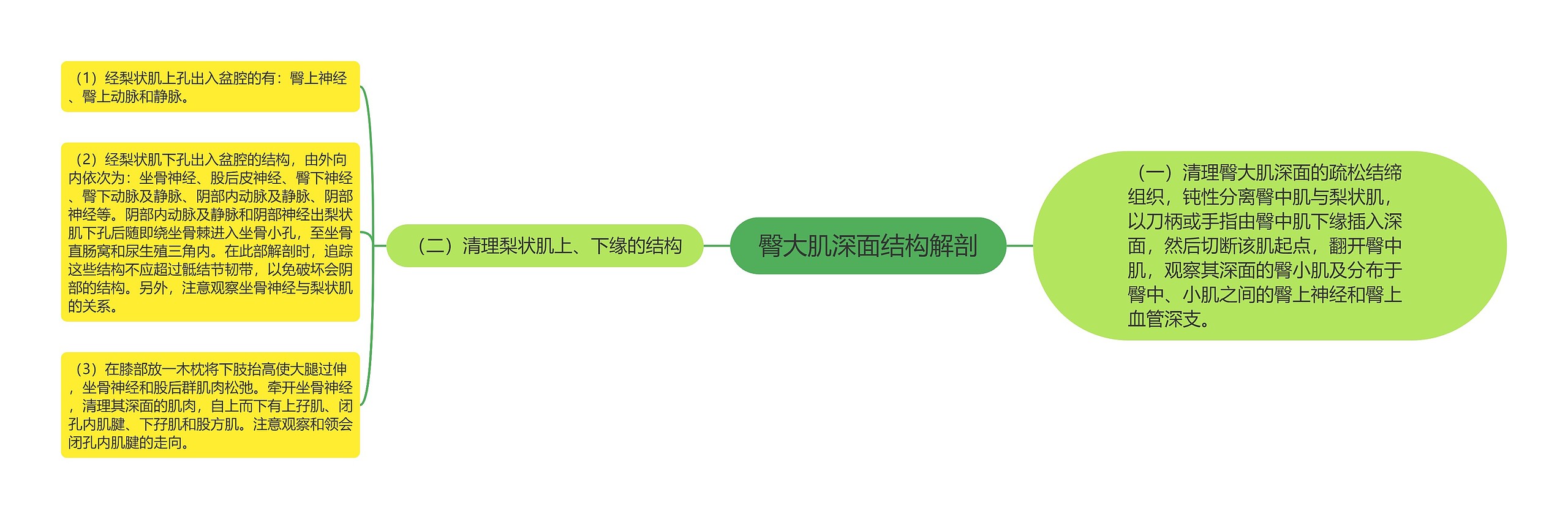 臀大肌深面结构解剖