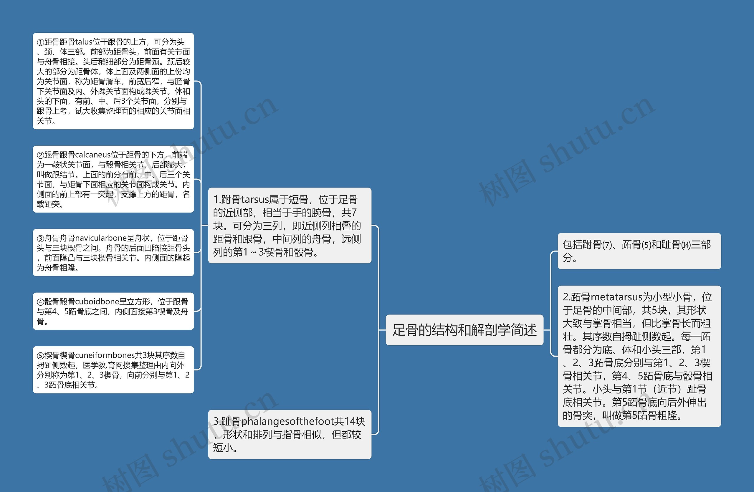 足骨的结构和解剖学简述思维导图