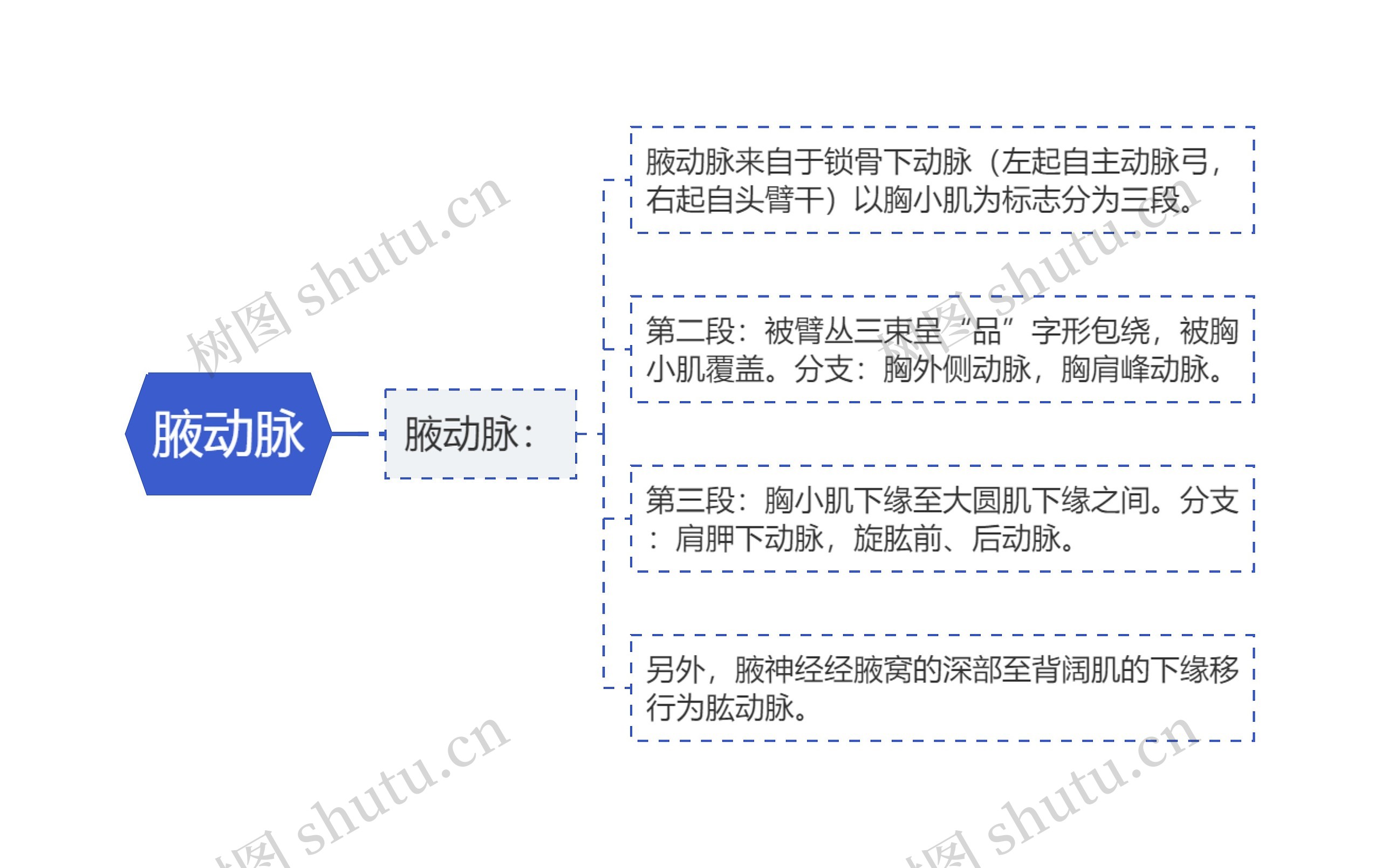 腋动脉思维导图