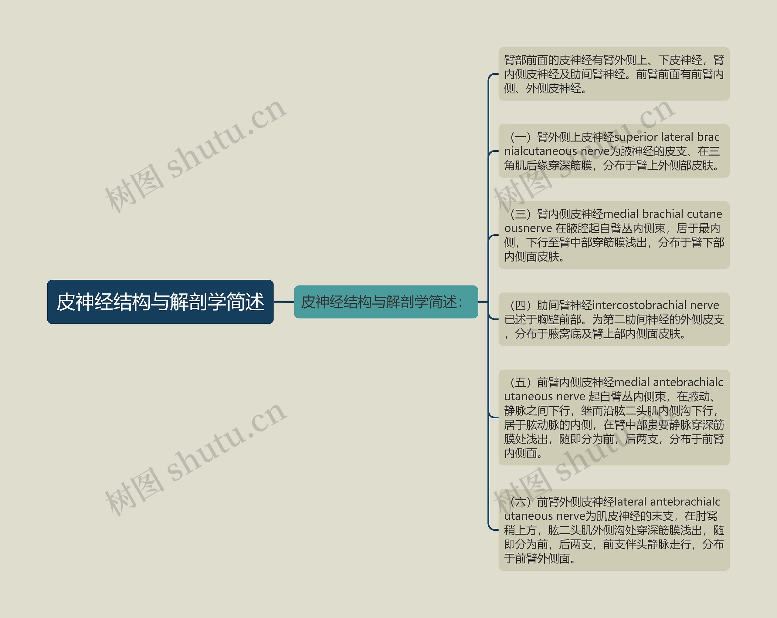 皮神经结构与解剖学简述思维导图