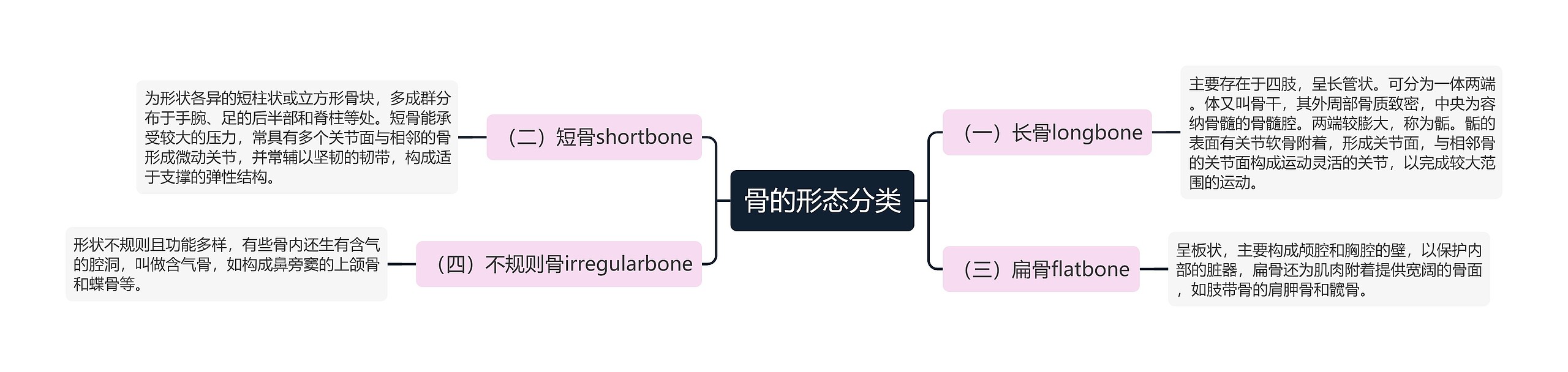 骨的形态分类思维导图